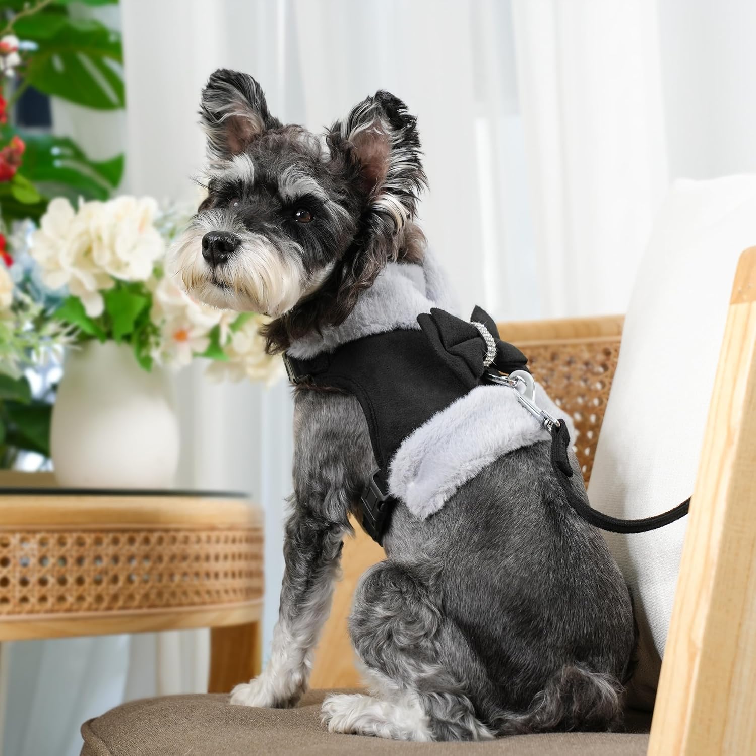 Didog Small Dog Harness and Leash Set, Winter Cute Dog Harness with Bow Tie, Adjustable Soft Padded Puppy Vest with Removable Plush Collar for XS Small and Medium Sized Dogs (Black, XS)