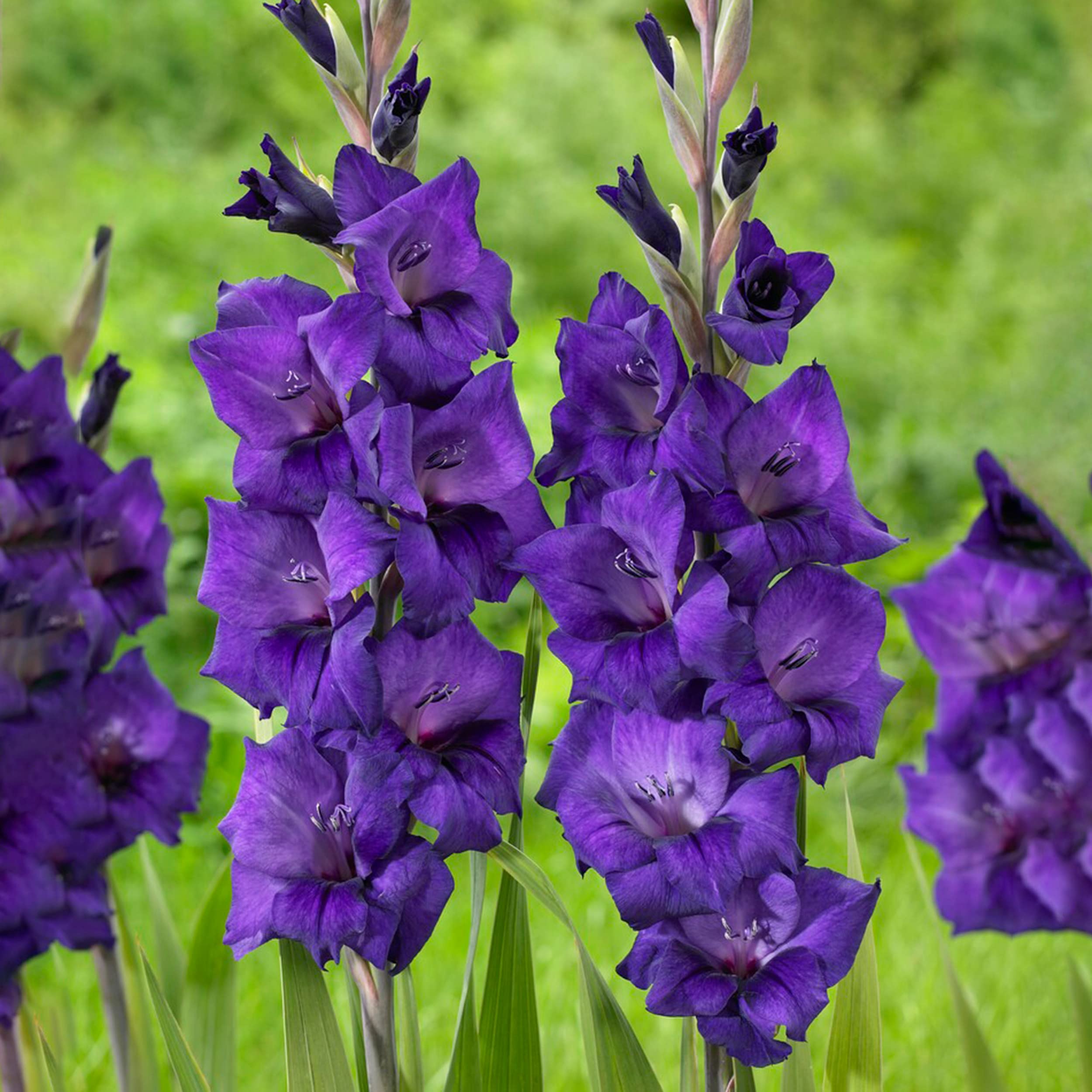Garden State Bulb Purple Flora Gladiolus Flower Bulbs, 12/14cm, Spring Planting (Bag of 60)