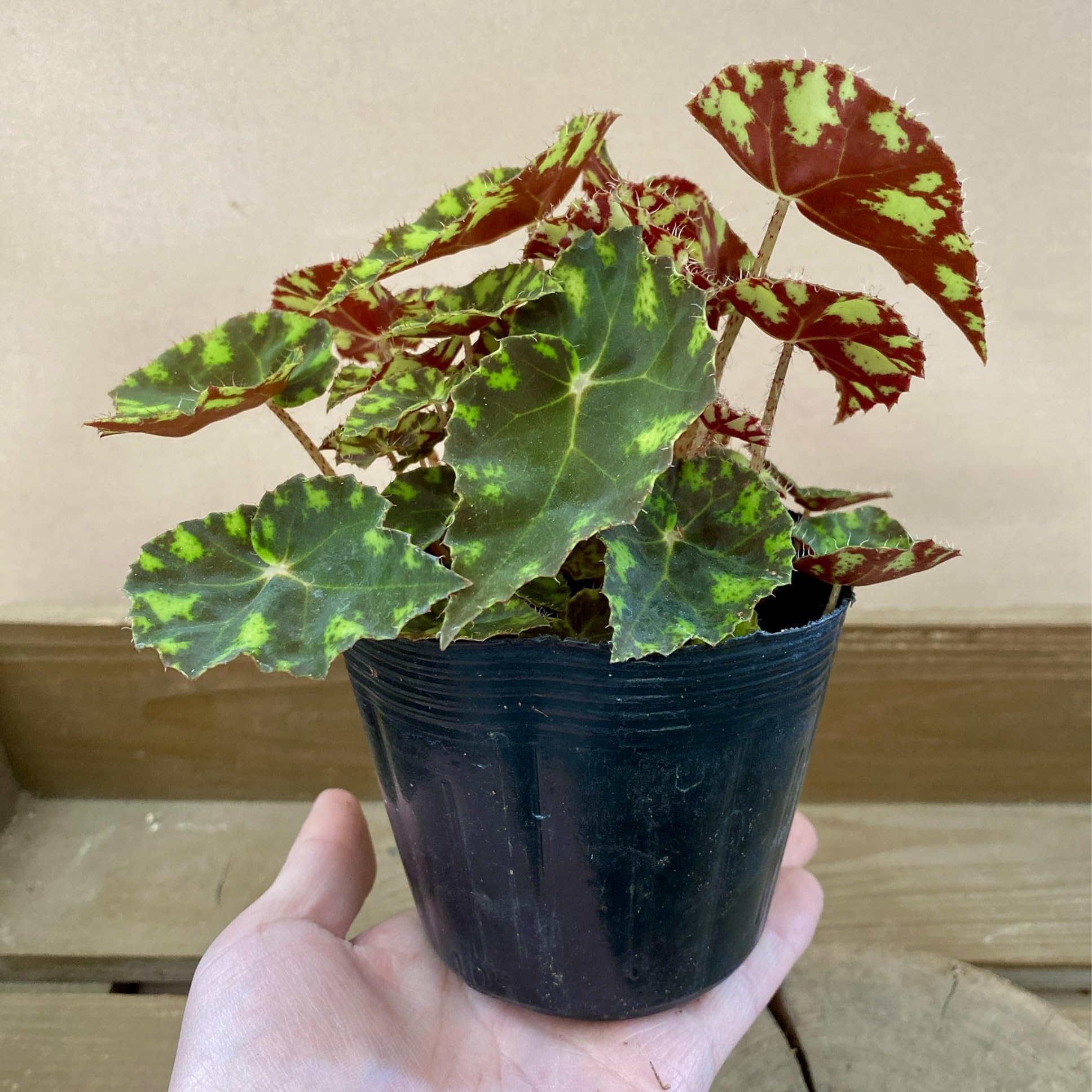 値下げ可能)ベゴニア　ルージュ　バリエガータベゴニア 観葉植物 大きな葉 値下げ可能)ベゴニア ルージュ バリエガータベゴニア 観葉植物