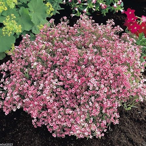 300horripilante de rombos flores semillas gypsophila RepensRosa de perenne