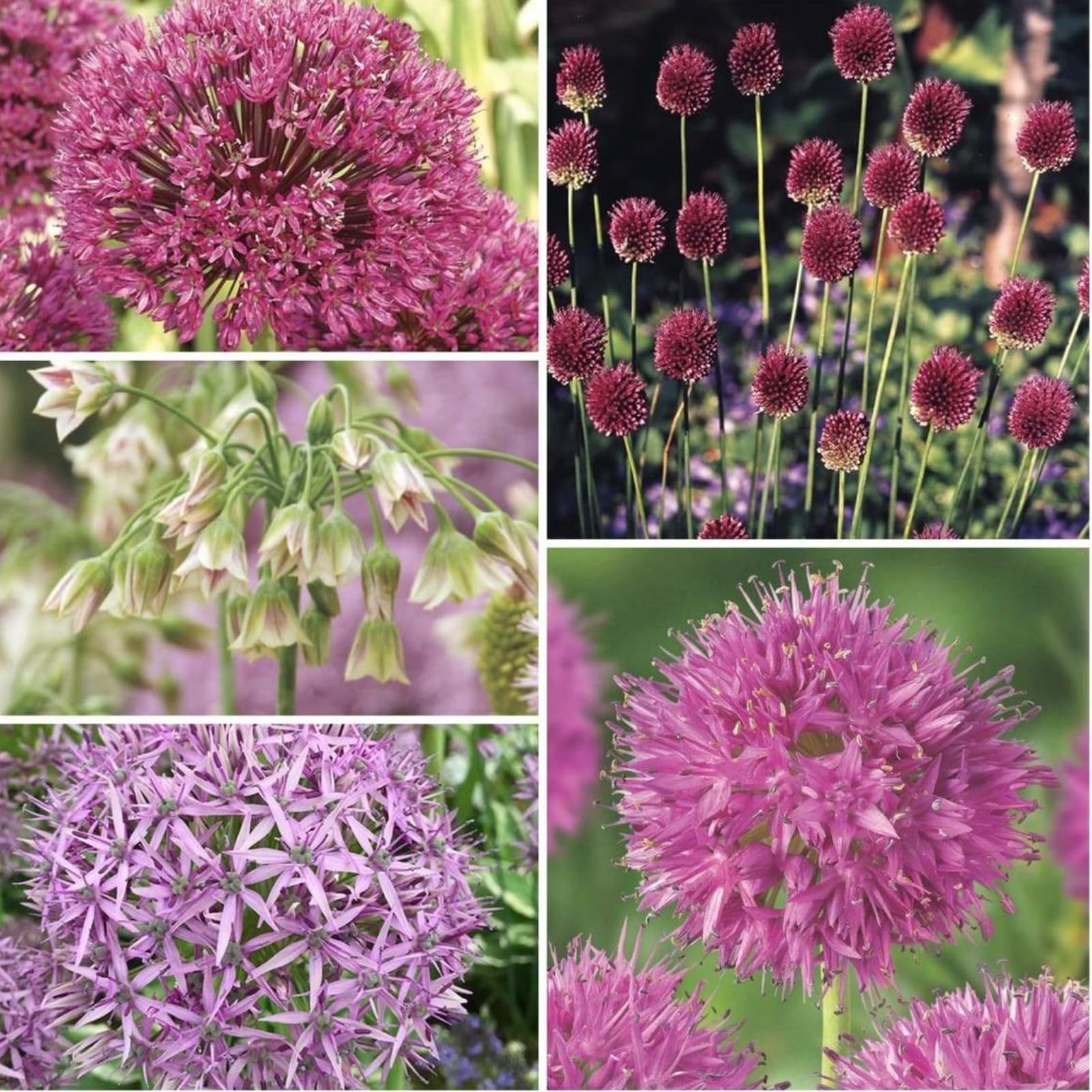 Stunning Allium Bulbs Mix for Planting Now UK/Cut Flowers/Good for Containers/Natural Organic/Greening Flower/Strong Plants That Grow Well/Wedding Flowers.-5bulbs-A