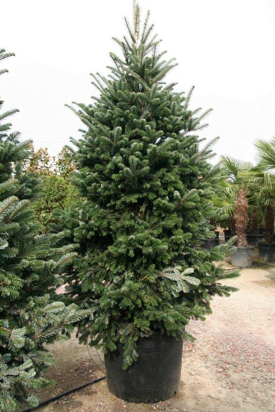 Abete del Caucaso "Abies nordmanniana" Albero di Natale in mastello ø40 cm h. 100/120 cm