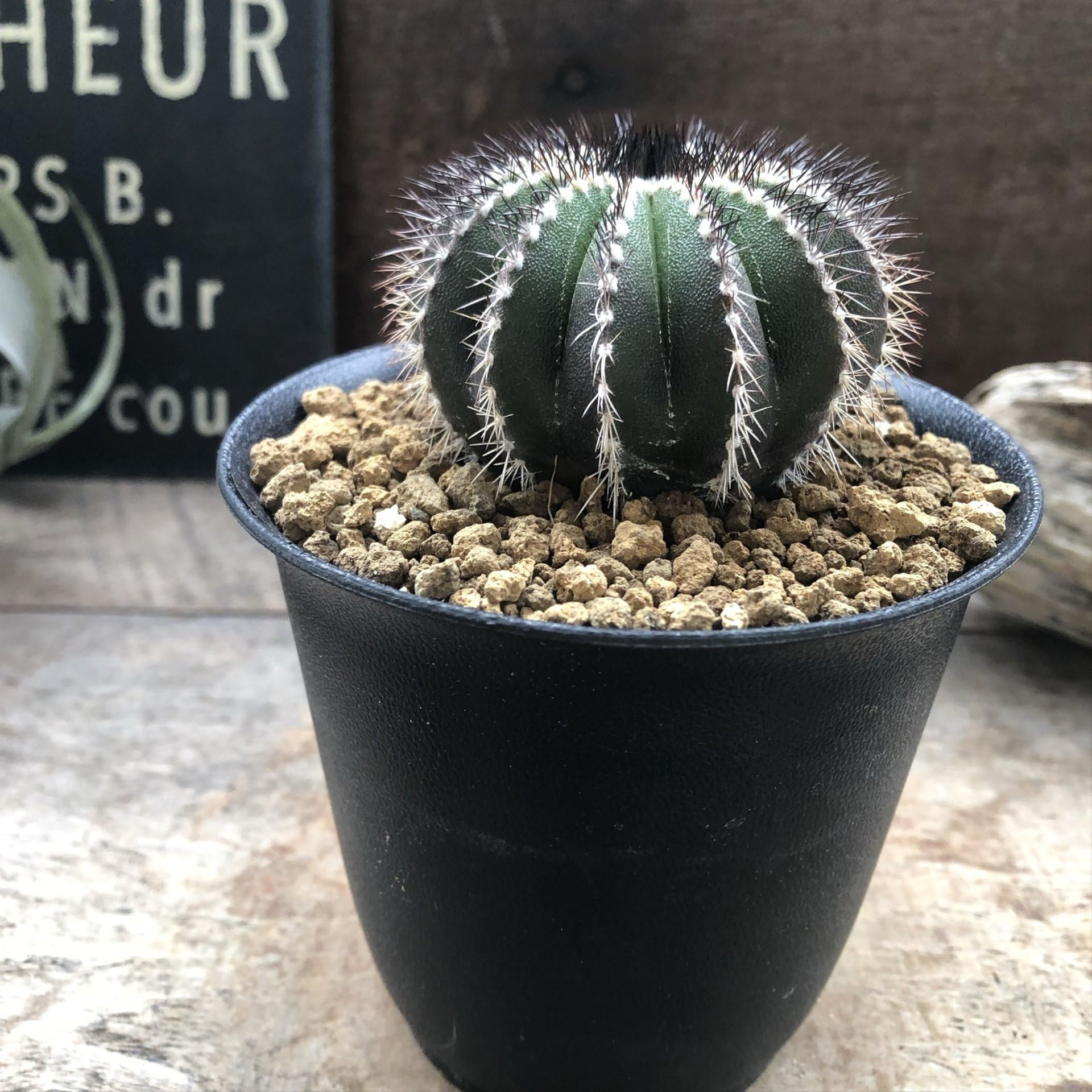 Amazon｜ユーベルマニア・ペクチニフェラ サボテン インテリア｜観葉