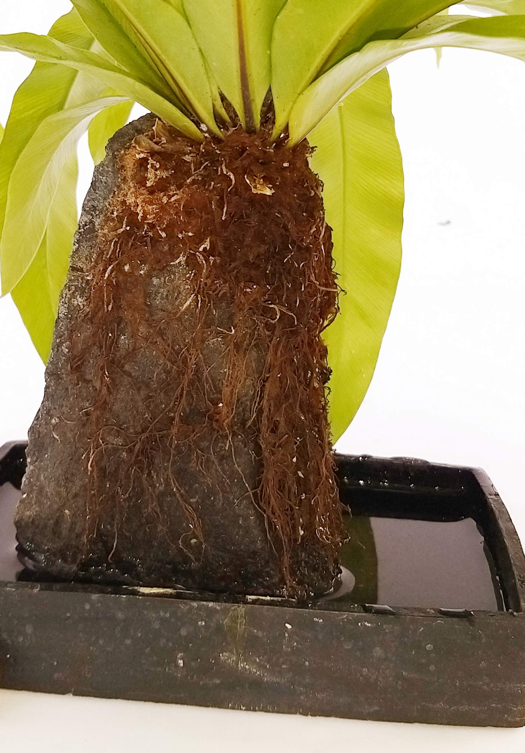 POWERS TO FLOWERS - FELCE BONSAI, ASPLENIUM IN IDROCULTURA, pianta vera