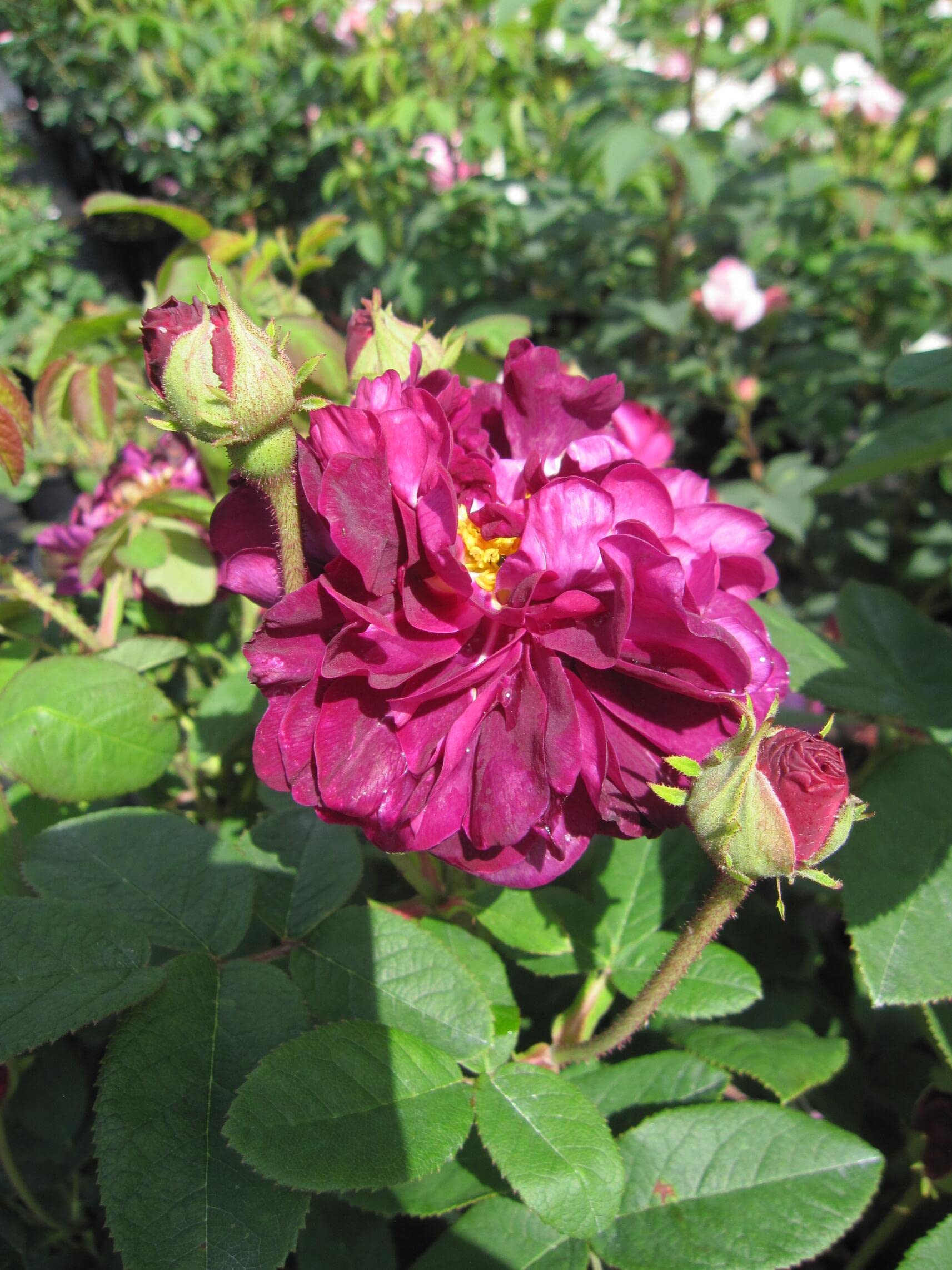 Rosa Tuscany Superb - Strauchrose Tuscany Superb - Historische Rose
