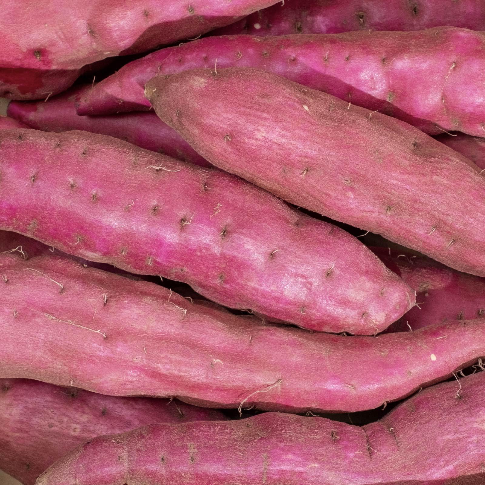 通常品SMサイズ20㌔重量おまけ4年度新物サツマイモ紅はるか土付茨城県減農薬栽培 新物3キロ以上茨城県紅はるか通常S&2Sメイン少し訳あり