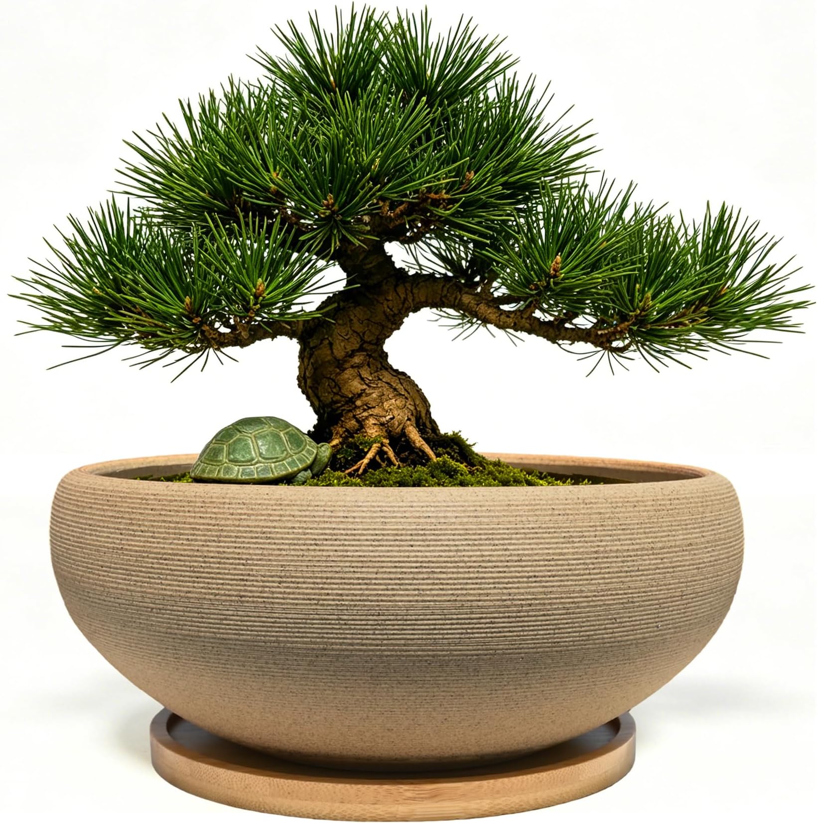 Rould Flower Pot with Tray