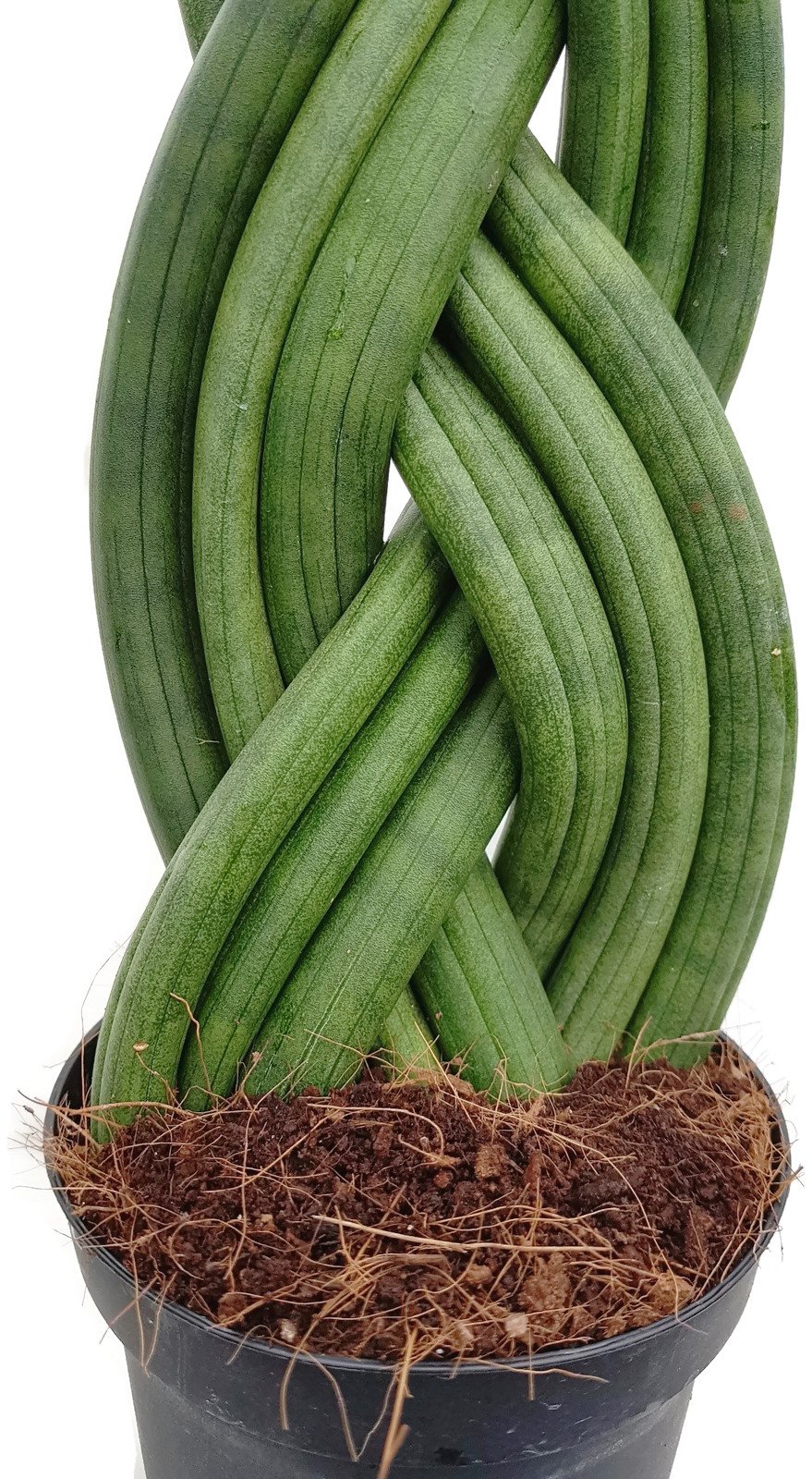 Sansevieria "Twister" geflochtener Bogenhanf - sehr schne Sukkulente -  dekoratives Dickblatt - pflegeleichte Zimmerpflanze : Amazon.de: Garten