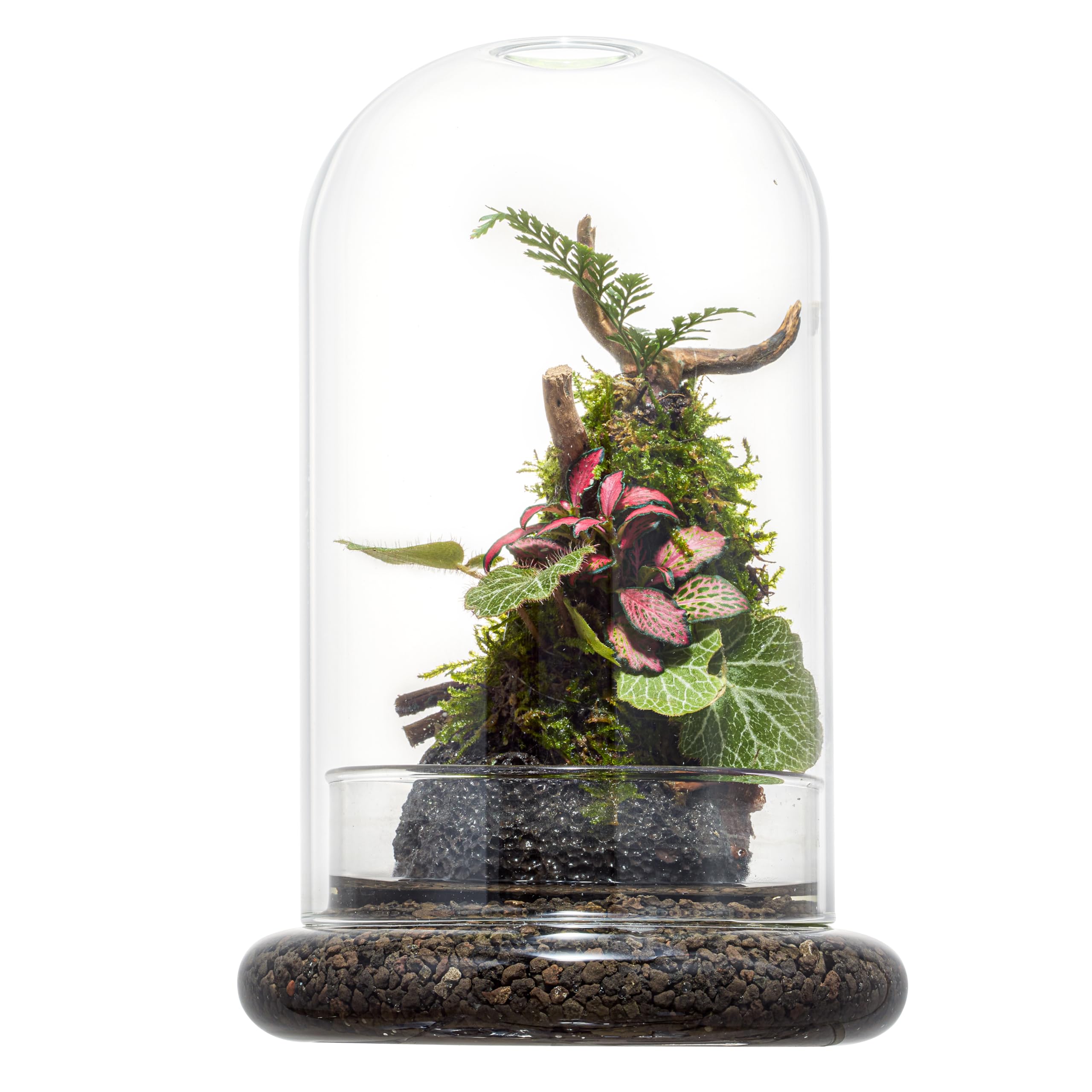 FISCRAT Glass Cloche Dome Terrarium