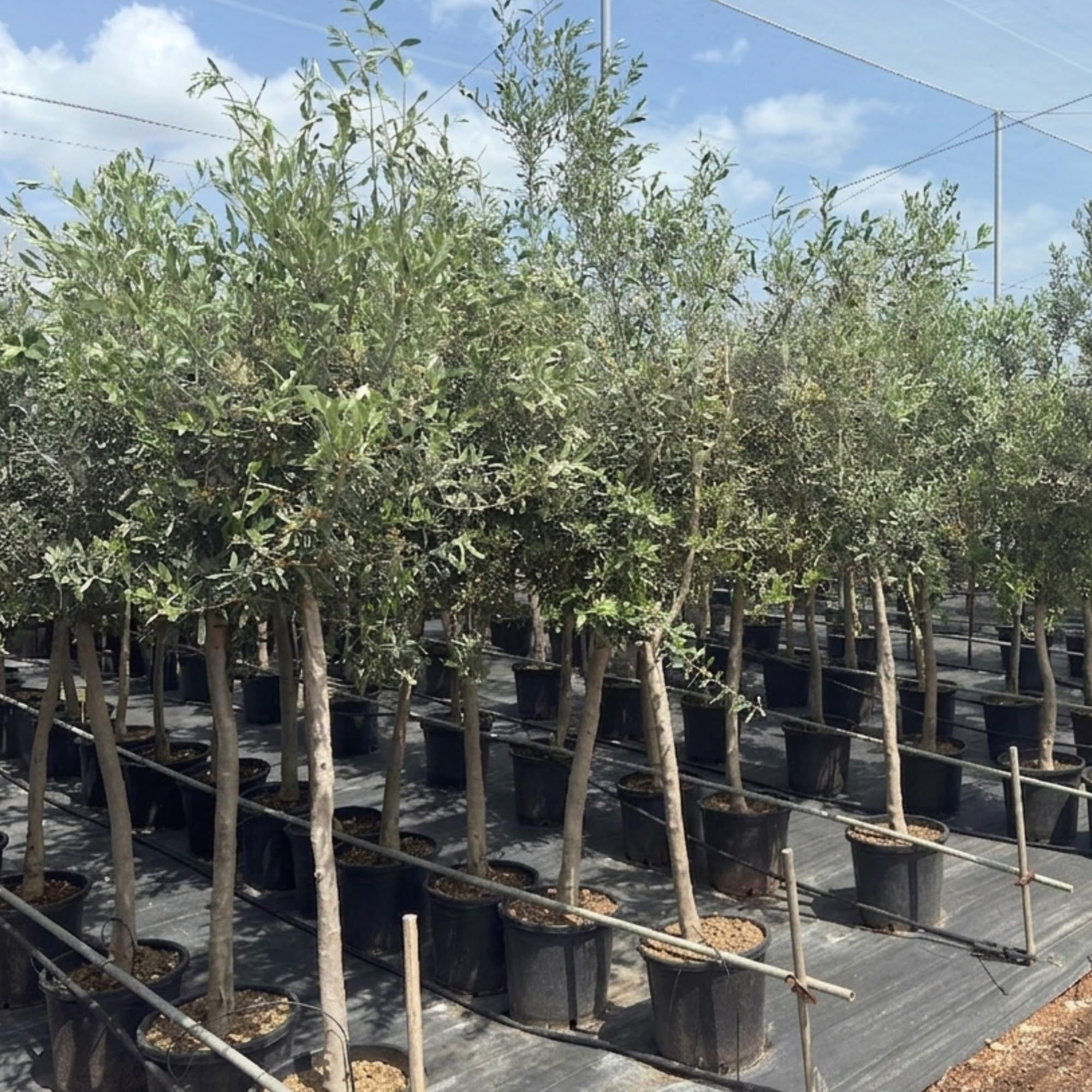 Olivenbaum Winterhart bis -15º - Olivenbaum echt XXL 180 cm - Olea Europaea - Oliven Baum mit Stammumfang 12cm-14 cm - Winterharte Kübelpflanzen Olive Tree