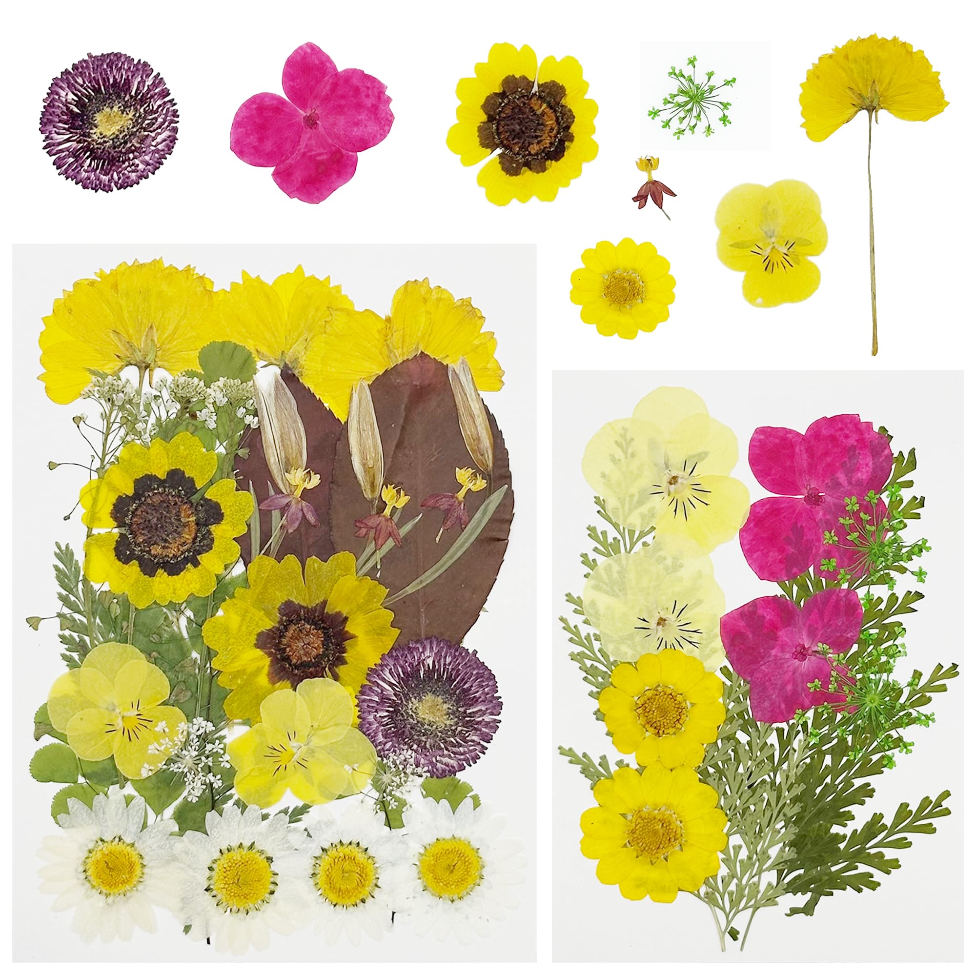 Cayway 40 PCS Natural Dried Pressed Flowers, Yellow Natural Dried Pressed Leaves