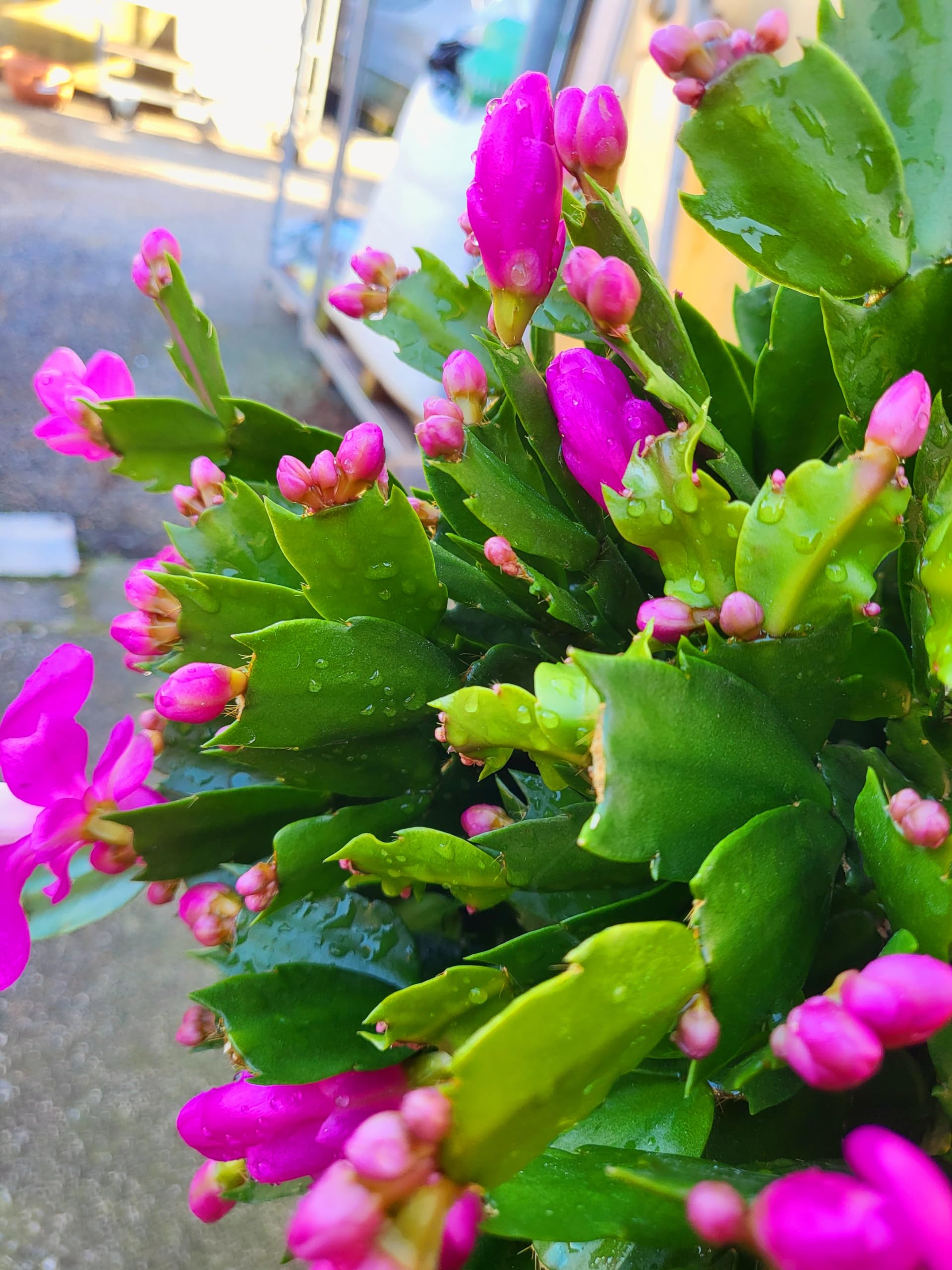 POWERS TO FLOWERS - Set 3 Piante Grasse: Schlumbergera (Natalina, Pasqualina, Rhipsalis) In Vaso 10cm - 4