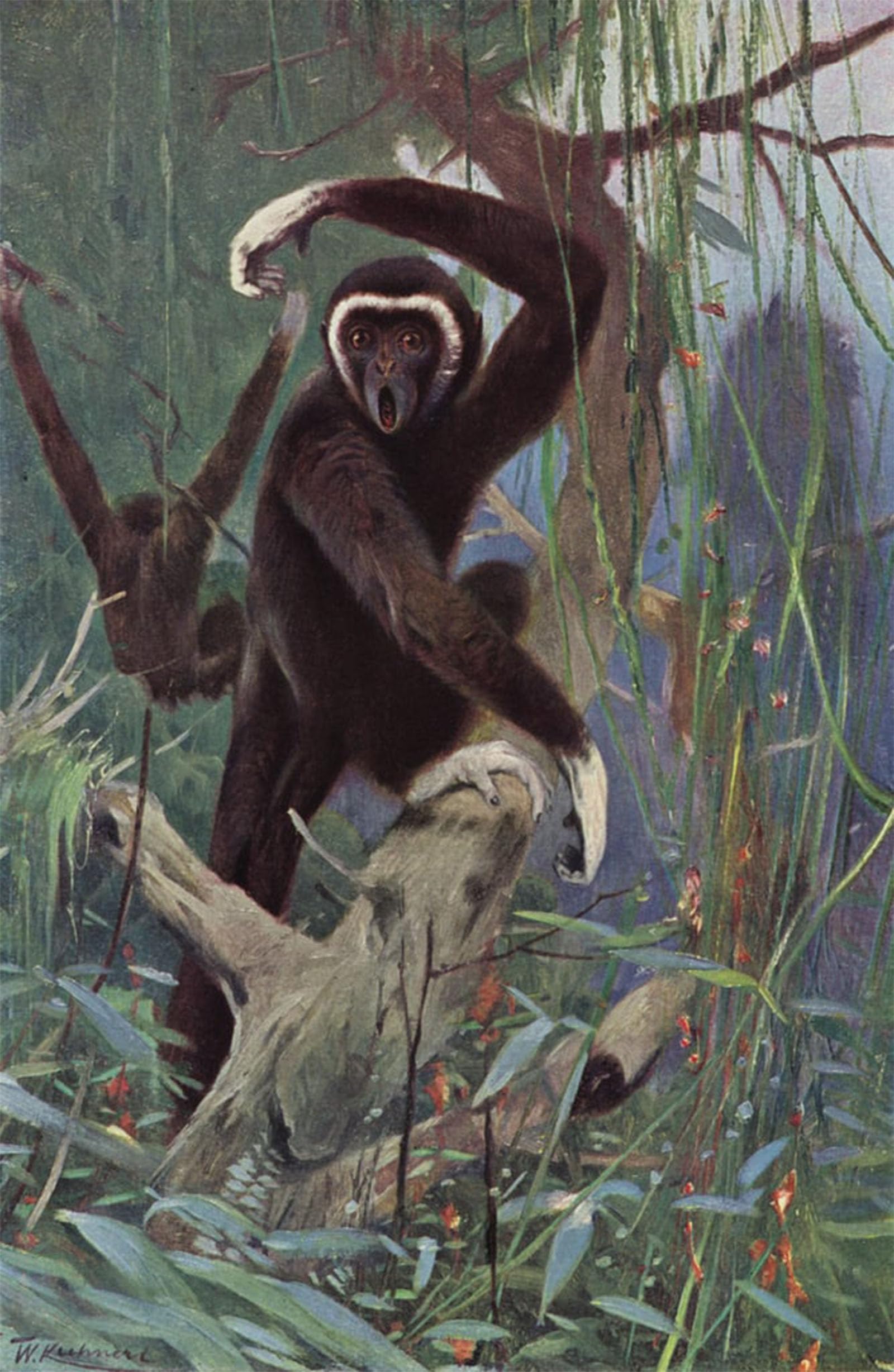 SERENDIPITP Vintage Picture Print on Canvas Wall Art Poster White-handed Gibbon by After Wilhelm Kuhnert Artwork Print Poster for Wall Decor 60x90cm
