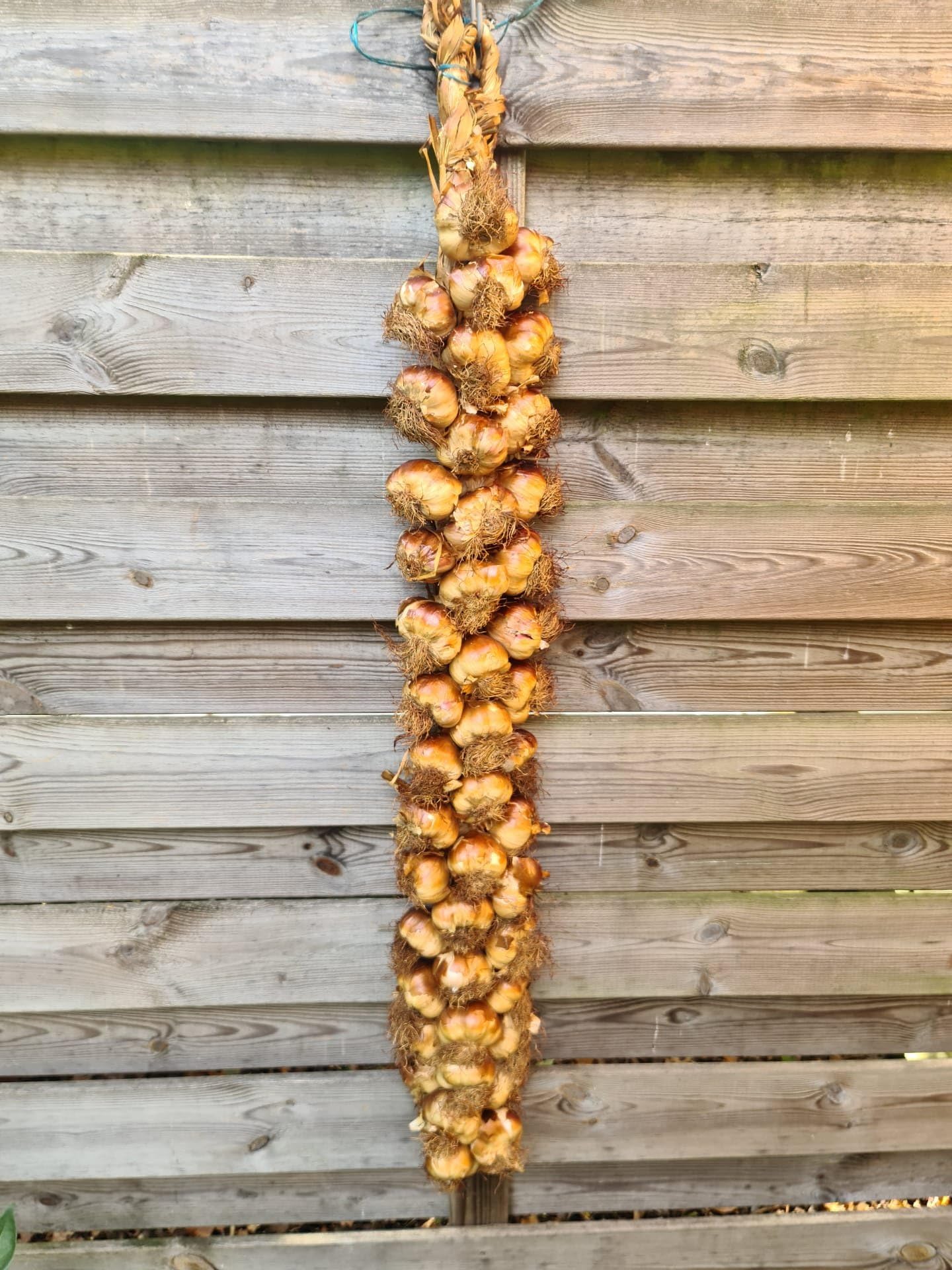 Geräucherter Knoblauch - Zopf 45 Knollen aus Frankreich