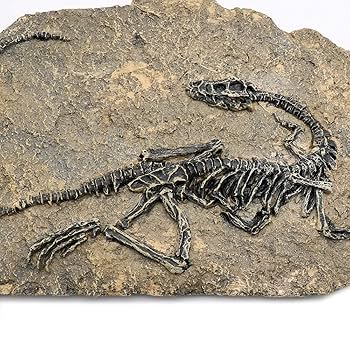 ティラノサウルスレックスの化石 本物の恐竜Tレックスの化石、パリ自然史博物館で初めて展示