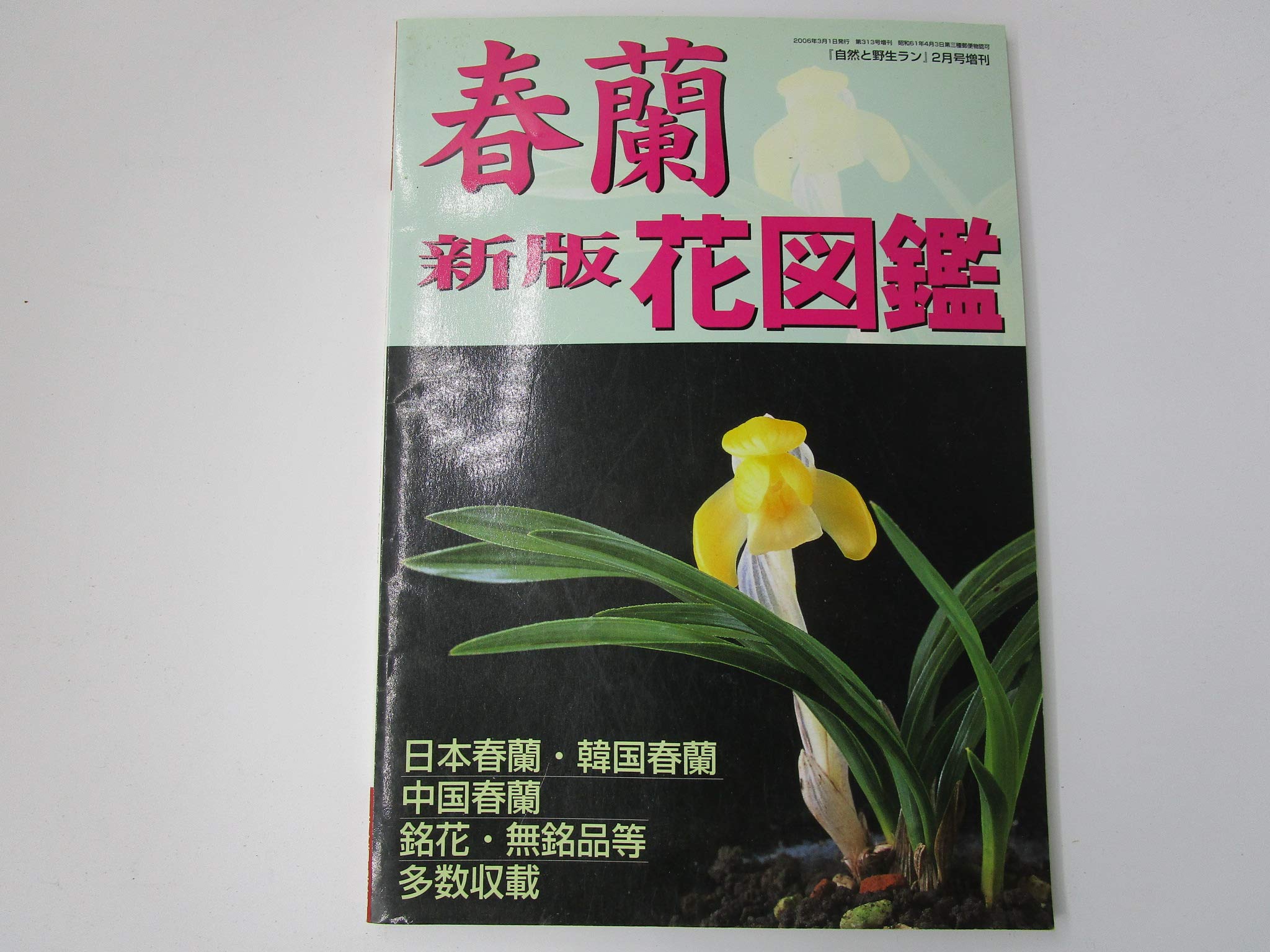 中国春蘭 一茎九花 〔解佩梅〕花芽2 中国春蘭 一茎九花 〔解佩梅〕花芽