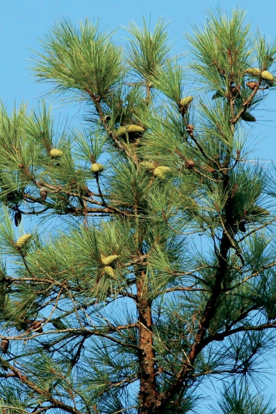 Loblolly Pine Tree Journal: 150 page lined notebook/diary