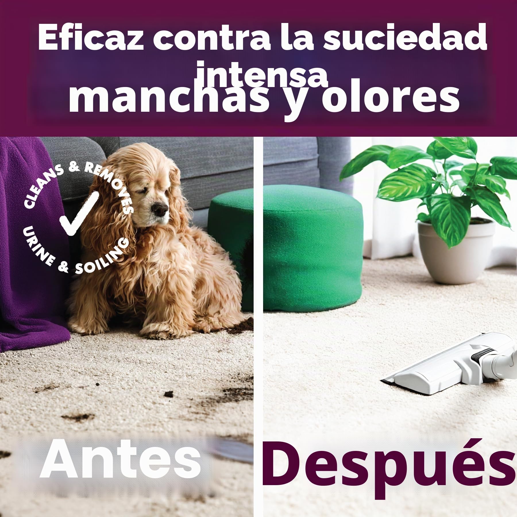 Dirtbusters Limpiador Concentrado de Moquetas, Alfombras y Tapicería para Mascotas. Elimina Manchas y Olores de Orina y Heces. Apto para Máquinas de limpieza. Aroma a Camomila y Geranio. 1 x 5 Litros