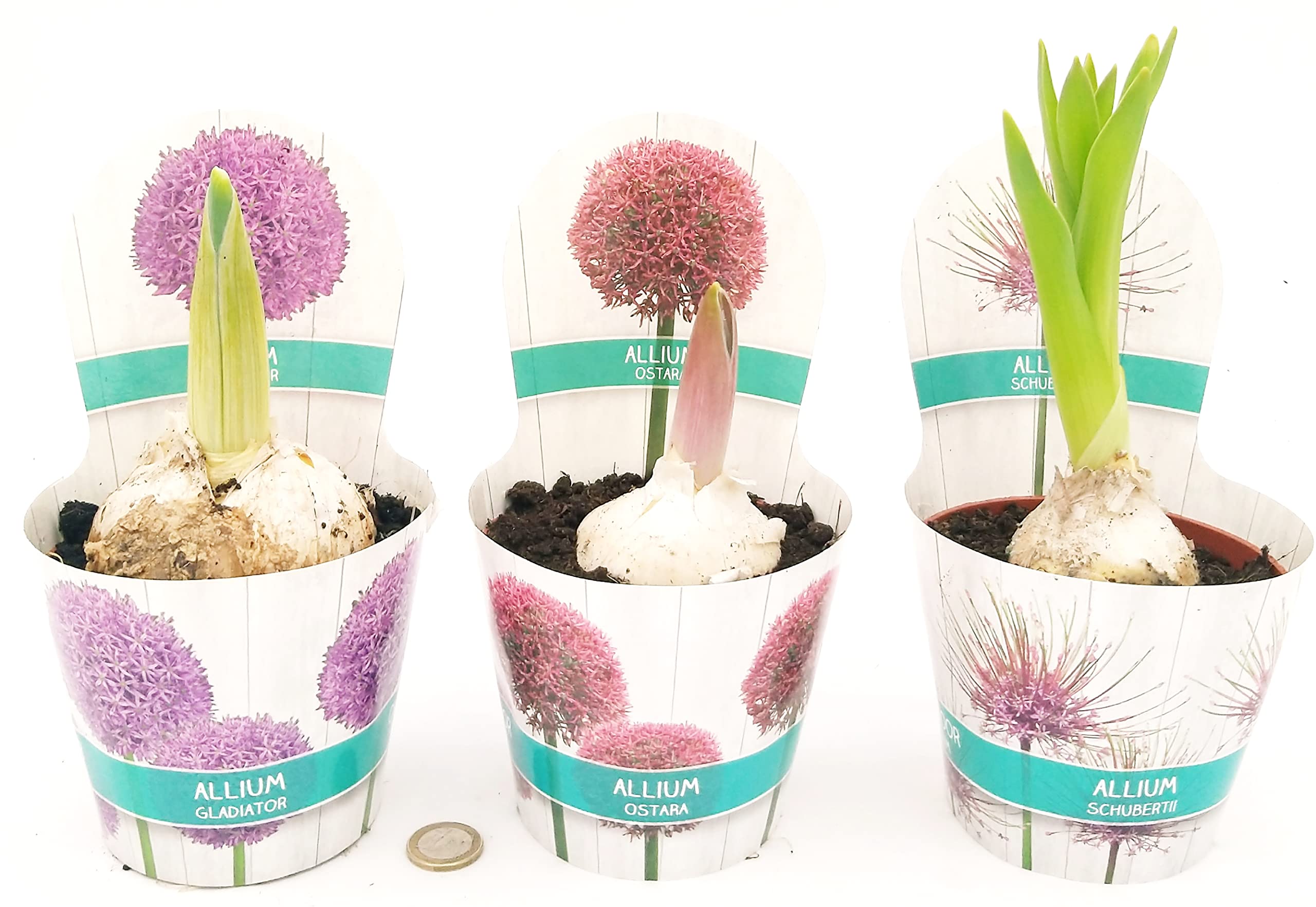 POWERS TO FLOWERS - AGLIO GIGANTE TRE PIANTE, ALLIUM GIGANTEUM TRIS, vaso 12 cm diametro, piante vera