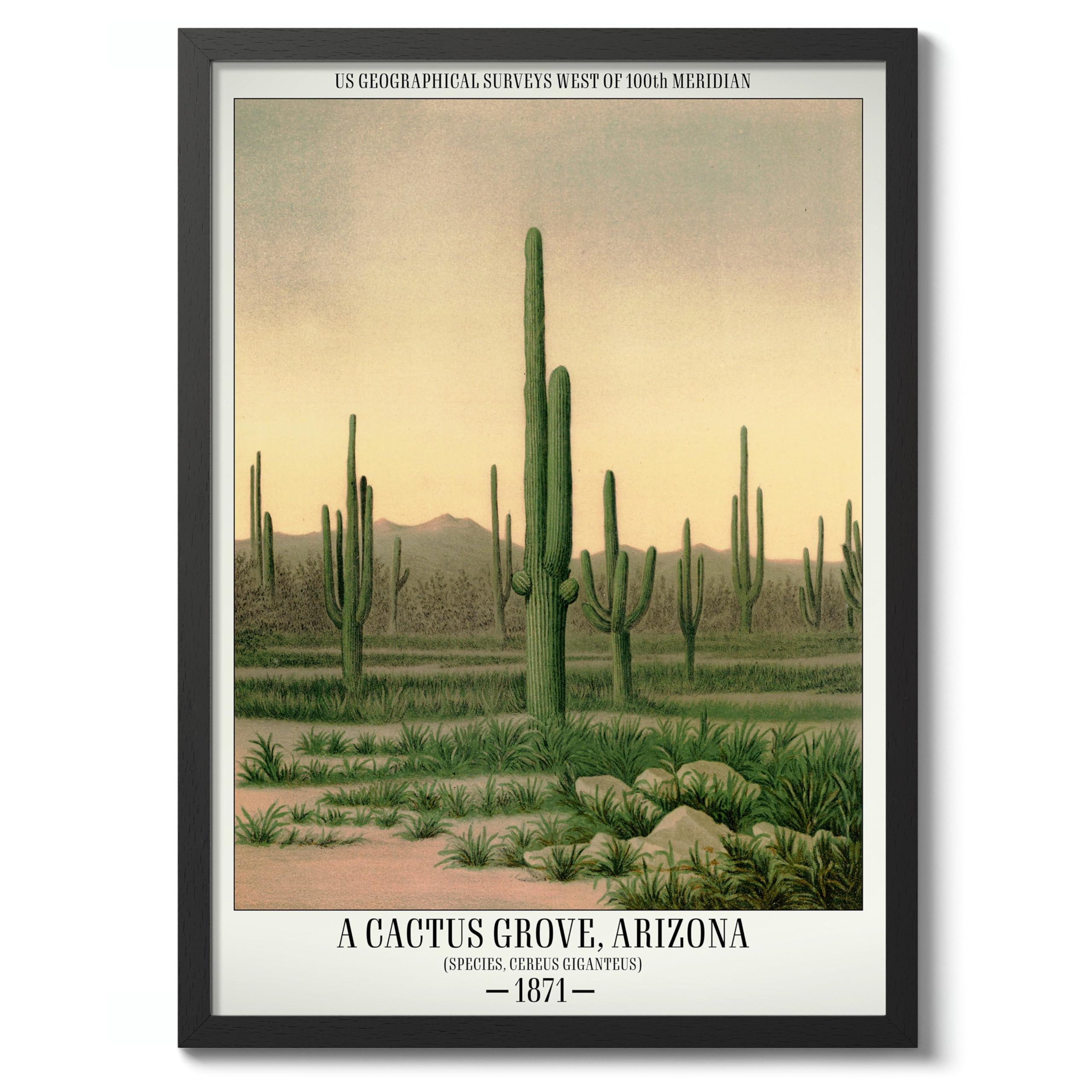 A Cactus Grove, Arizona Poster, Vintage Botanical Art Prints, Retro Encyclopedia Illustration Wall Art Plants Botany Pictures, Bedroom Living Room Home Decor, A1 (Black Frame) - 86.9x62.4cm — image 1