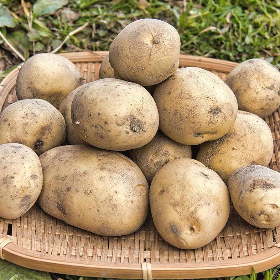 馬鈴薯デジマSサイズ8kg 馬鈴薯デジマSサイズ8kg