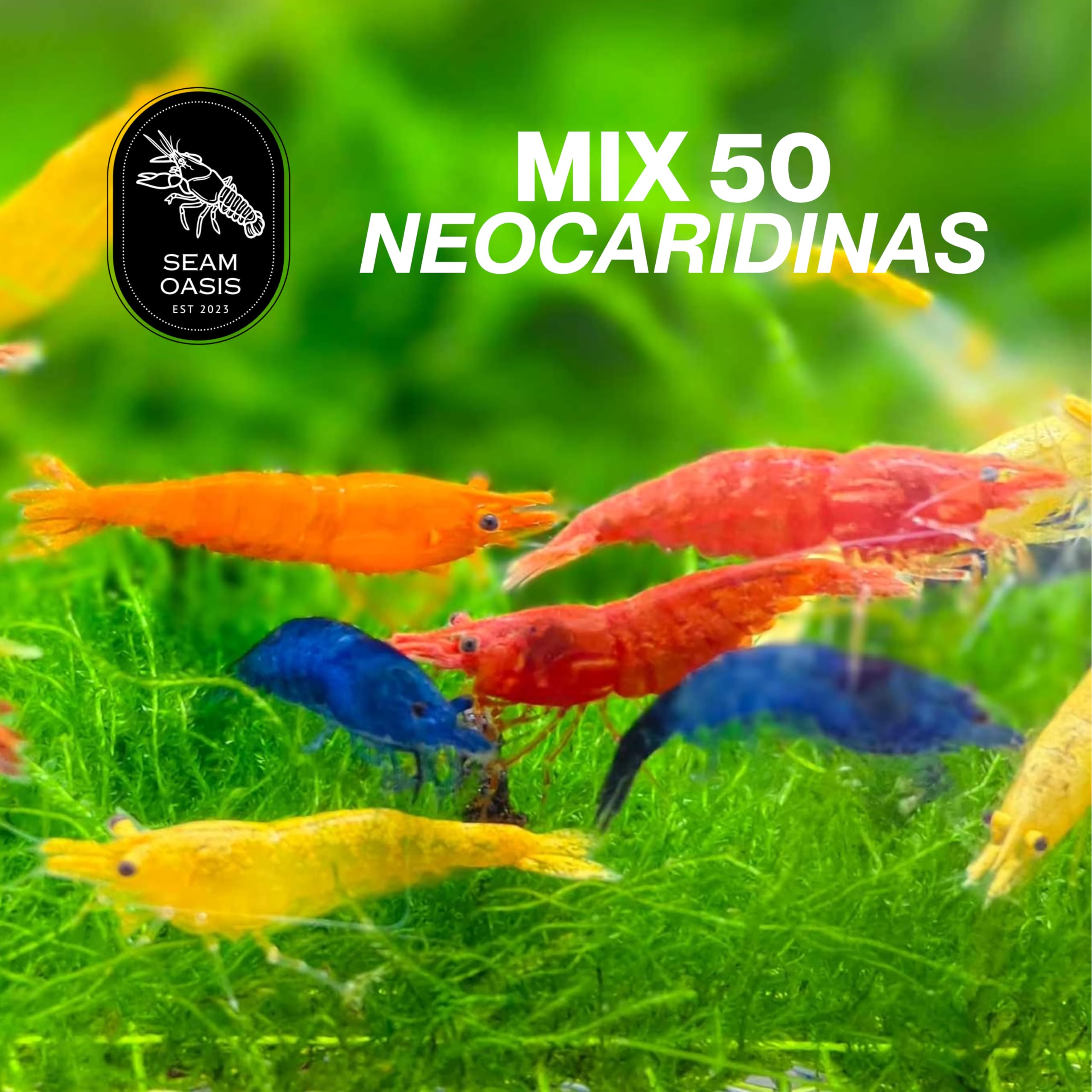 Mix Neocaridina Garnelen für lebende Garnelen Süßwasser-Aquarium - Lebendgarnelen-Ankunftsgarantie (50 Stück, gemischt)