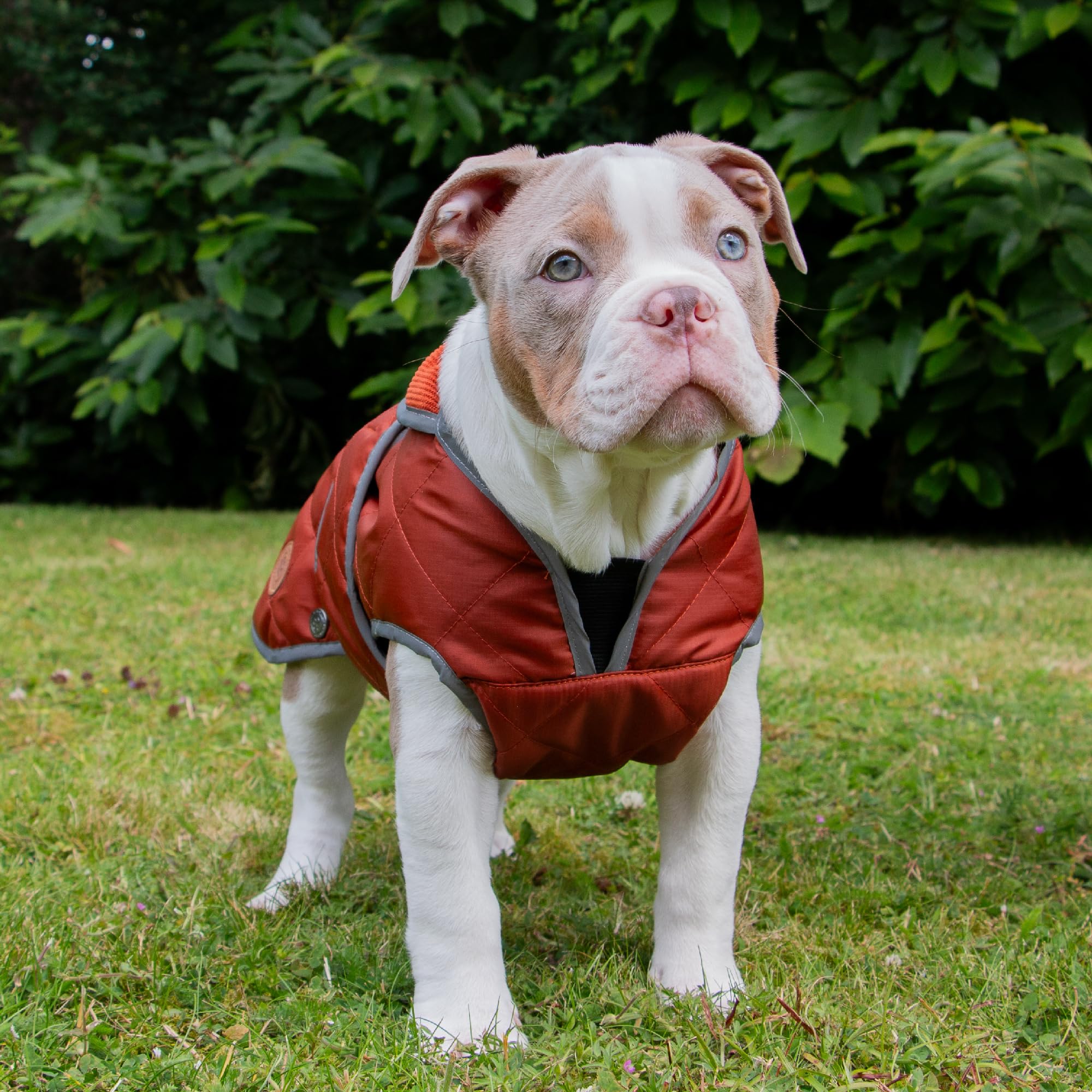 Ancol Heritage Quilted Dog Coat in Terracotta, Waterproof Fleece Lined Pet Jacket with Zipped Harness Hole - Image 3