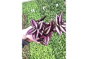 Tradescantia Zebrina Purple Wandering Jew Live Indoor Plant