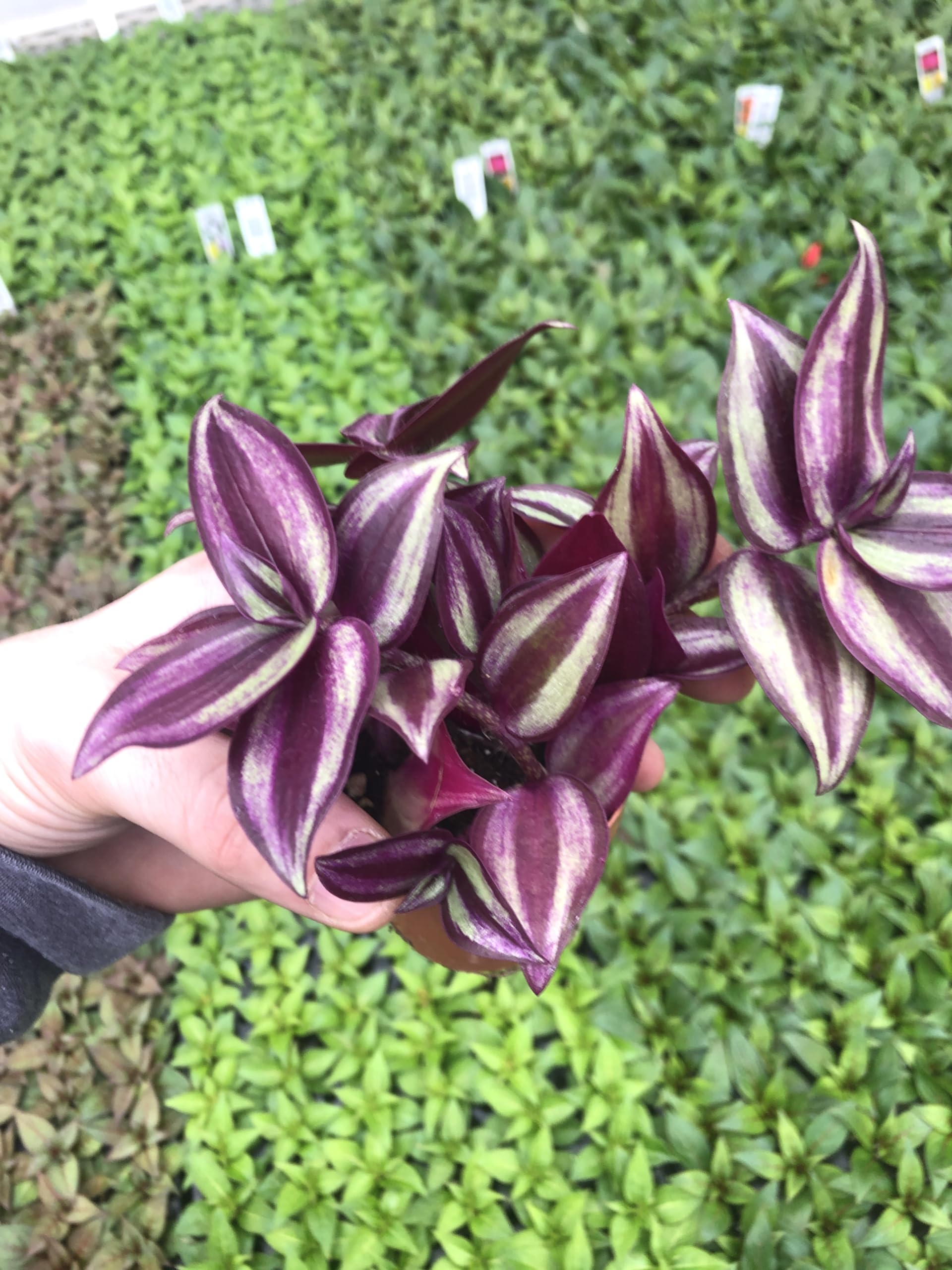 Generic Tradescantia Zebrina Plant