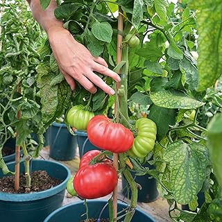 Suttons Tomato F1 Crimson Blush, Tomato Seeds, Solanum lycopersicum, 10 Seeds per Pack, Grow Your own, Ideal for beds and Borders and Greenhouse