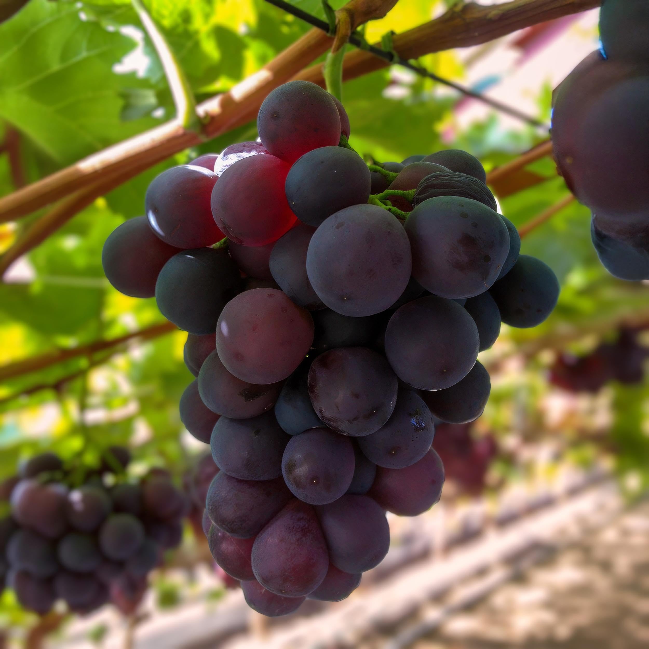 Plante à fruits - Raisin violet - Vitis vinifera Vanessa - Sans pépins - 2 plantes - 40-50cm - Ø15cm - Plante de jardin