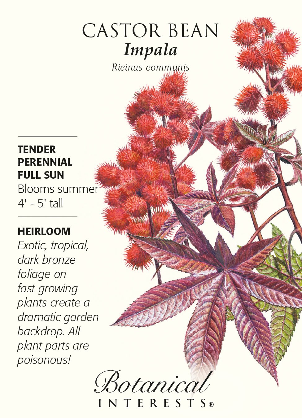 Castor Bean Impala Seeds - 4 grams - Fast Growing
