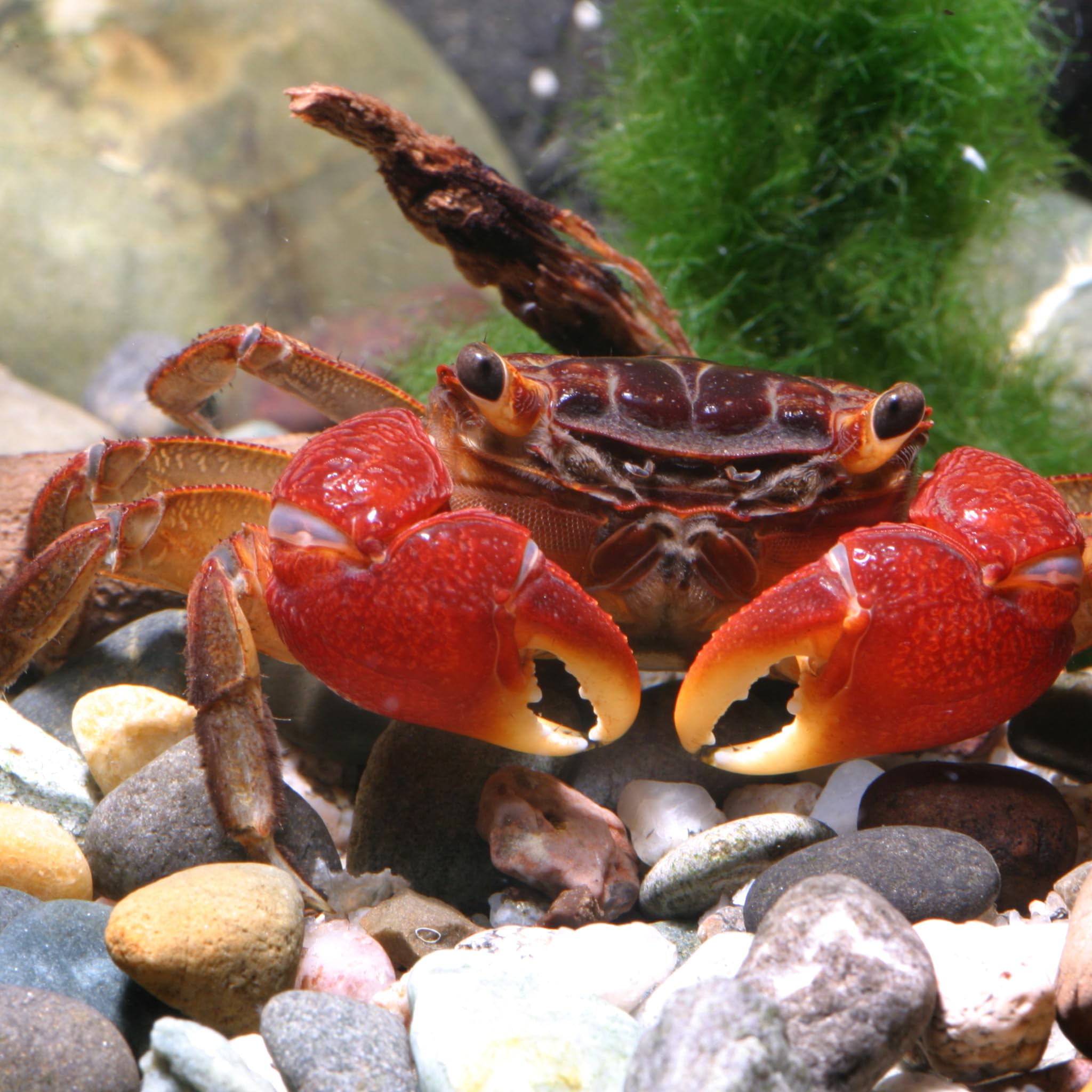 JBL PRONOVO CRABS WAFER, Aliment de Base pour Écrevisses, Crabes et Crevettes géantes de 1-20 cm, Pastilles pour Écrevisses, taille M, 100 ml