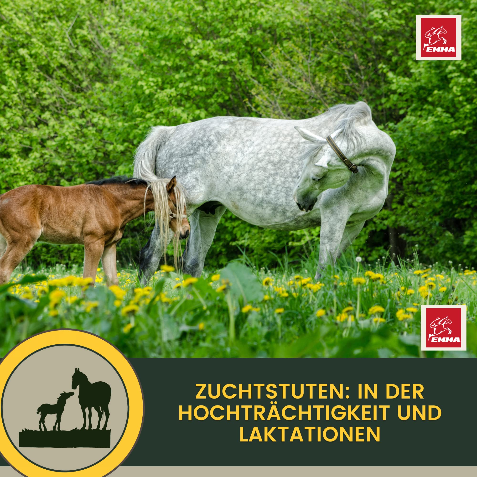 Vitamine b complexe cheval I Multivitamines pour chevaux - chevaux vitamines avec vitamine C K B1 B2 B6 B12 zinc cheval I B vitamines complexe système immunitaire Vit b jument poulain nourriture 1L