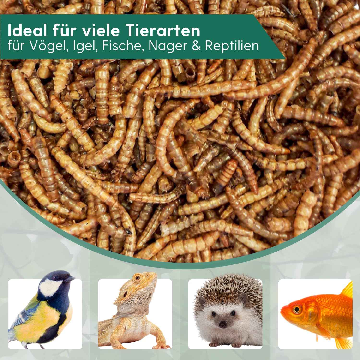 Agrarzone Camole della farina essiccate 1 kg - Snack premium, naturale e ricco di proteine - Per uccelli, pesci, roditori, ricci e rettili - Confezionate a mano con cura in Austria