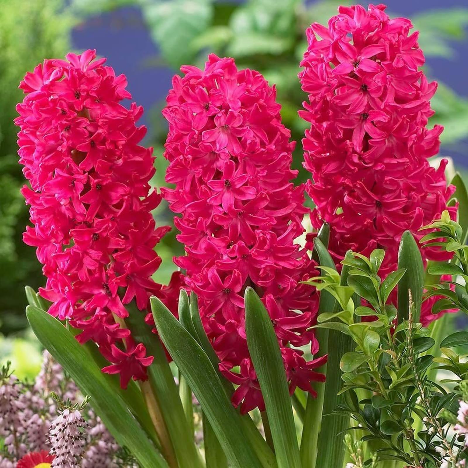 Carbeth Plants - 16 x Hyacinth Scarlet Pearl Spring Bulbs - Highly Fragrant Outdoor Flowering Perennials - UK Hardy Low Maintenance Pollinator Friendly - Grow in Beds, Borders and Patio Pots