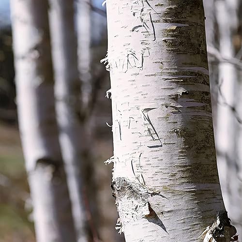 Miniatura 2 de YEGAOL Garden - 50 semillas de abedul de papel blanco Betula Papyrifera, canoa de abedul de bajo mantenimiento, resistentes a los ciervos, camas