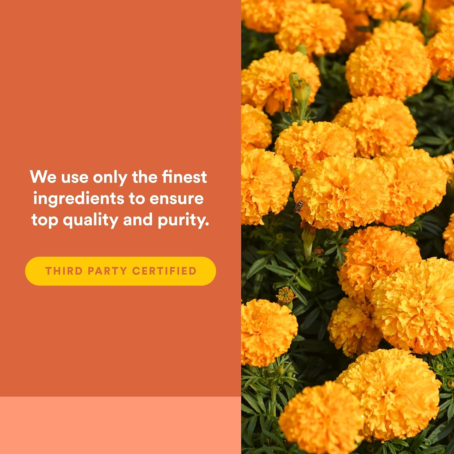 Natural Factors, Lutein 40 mg, Antioxidant Support for Healthy Eyes and Skin with Zeaxanthin, 60 Softgels