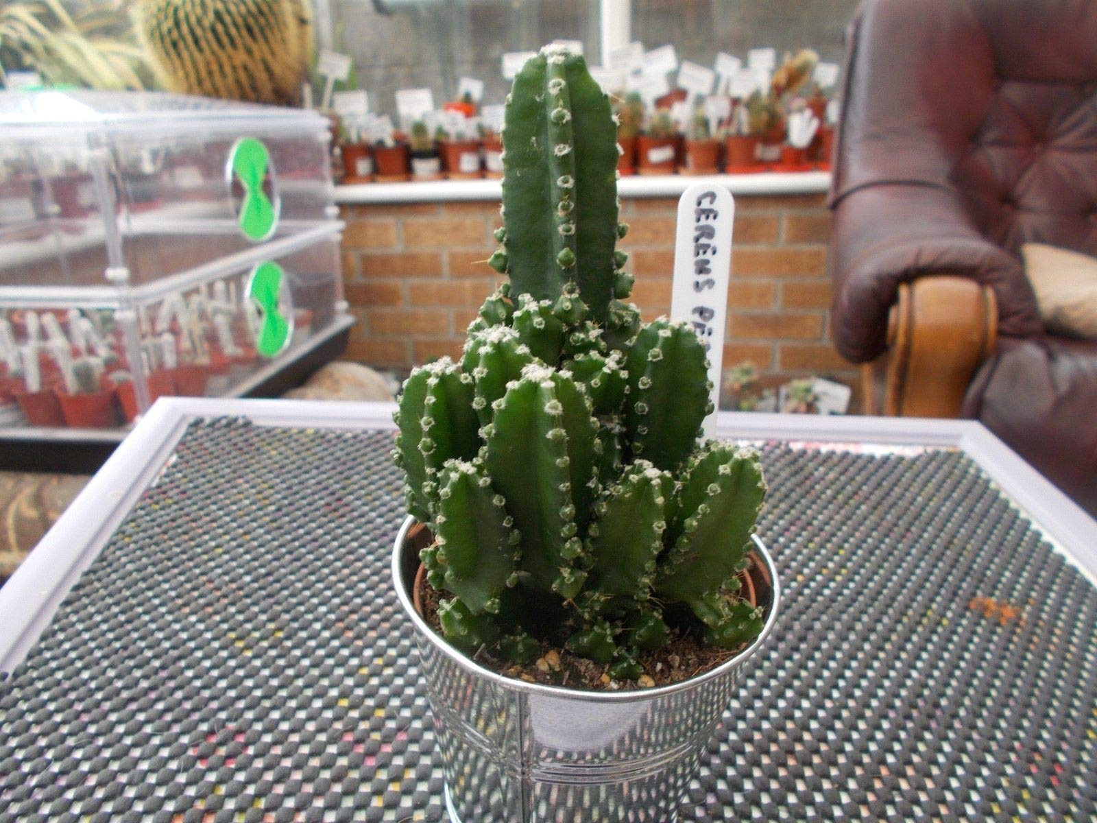 portal coolCereus Peruvianus-The PeruvianCactus-Unrooted Cutting-2.3Cms Dia-5.0 Tall