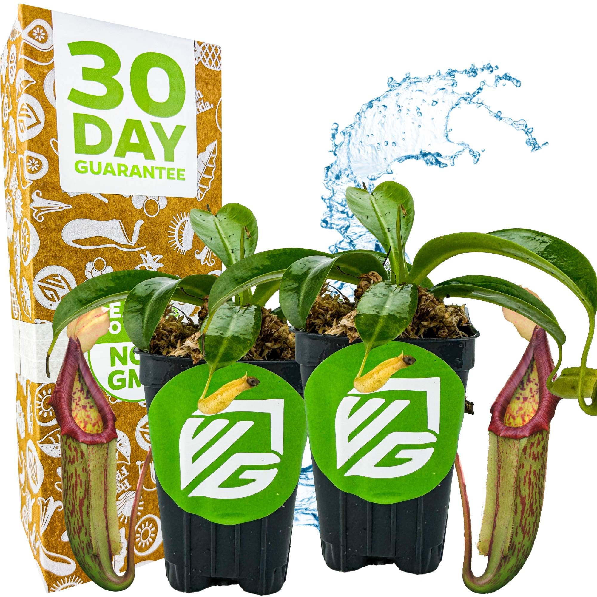 Miranda Carnivorous Pitcher Plant 2-Pack by Wellspring Gardens