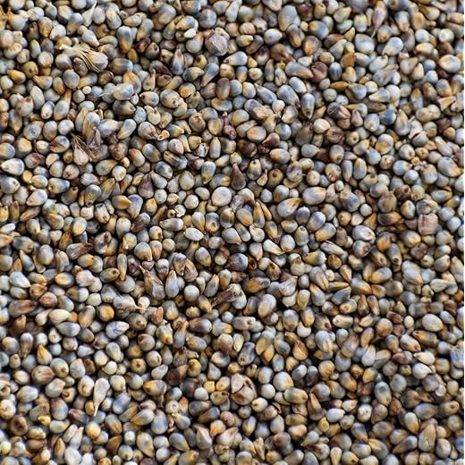 Natural Bajra Seeds for Birds 100g