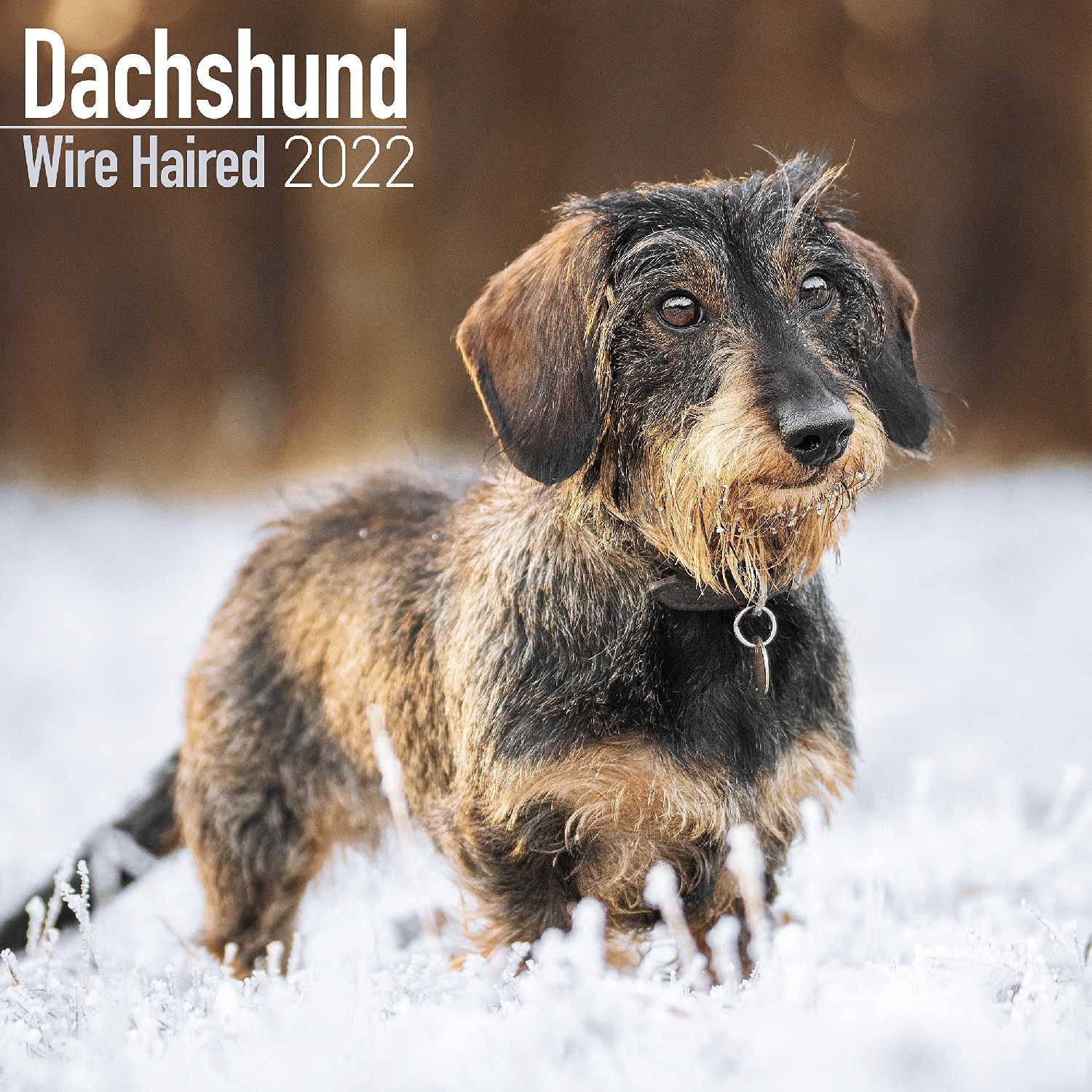 Wirehaired Dachshund Calendar 2022 | Square Dog Breed Wall Calendar - 16 Month: Address Books, Journals & More