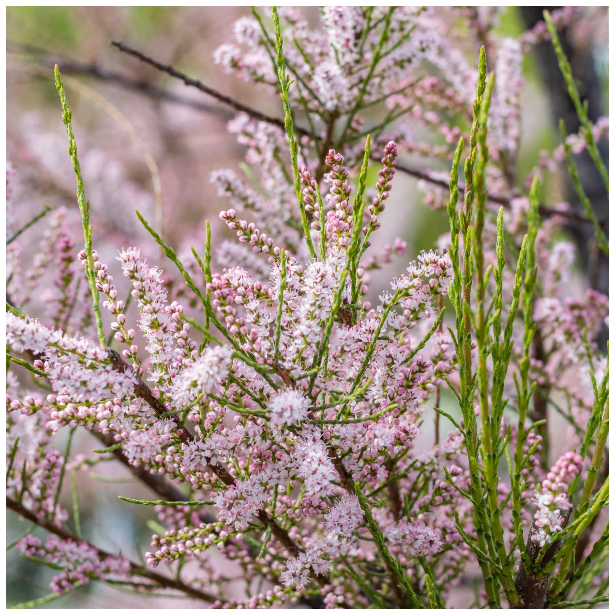 Tamarix tetrandra/Tamarisk/Salt Cedar in 2L Pot, Stunning Flowering Shrub 3fatpigs®