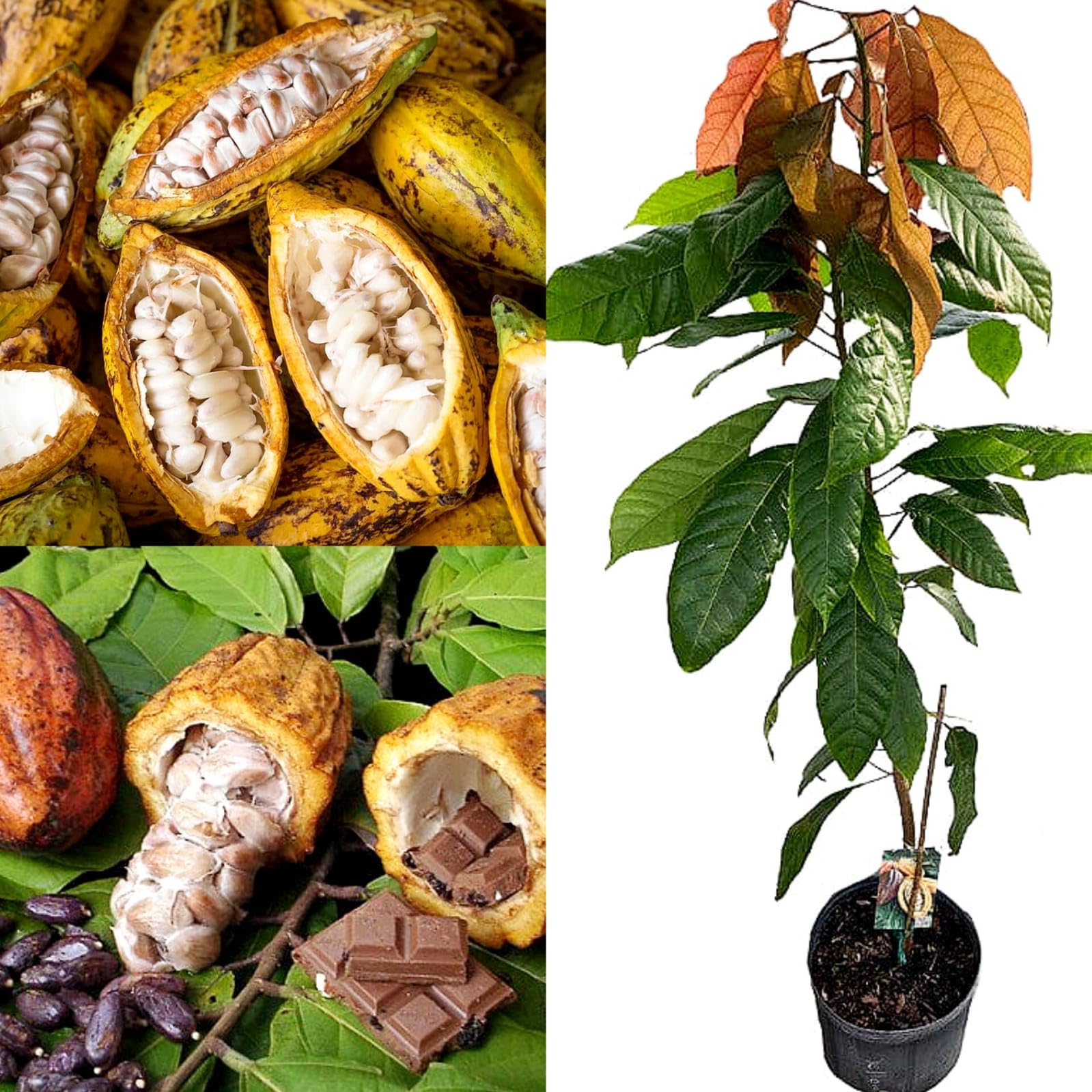 Rare Cocoa Chocolate Fruit Plant (Red, Hybrid) Theobroma cacao