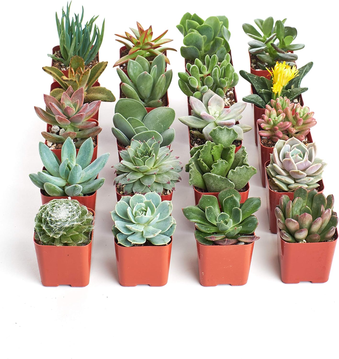 Shop Succulents | Unique Collection | Assortment of Hand Selected, Fully Rooted Live Indoor Succulent Plants, 20-Pack B : Patio, Lawn & Garden