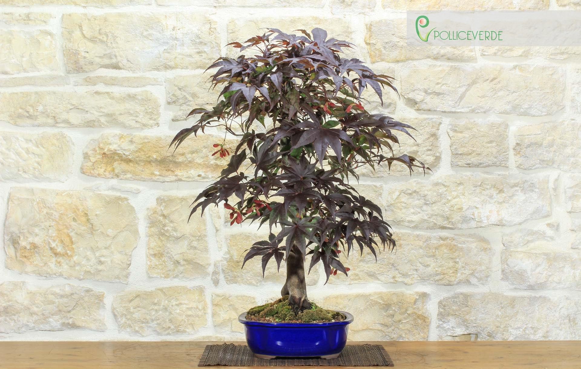 Bonsai di Acero Palmato Atropurpureum (7)