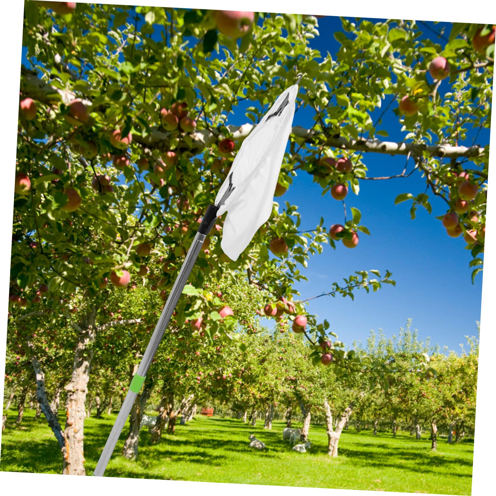 Recolector de Naranjas Ajustable de Acero Inoxidable Cabezal de Garra | Herramienta para Frutas Palo Extensible, Decoracion Otono, Uso Versátil en Huerto