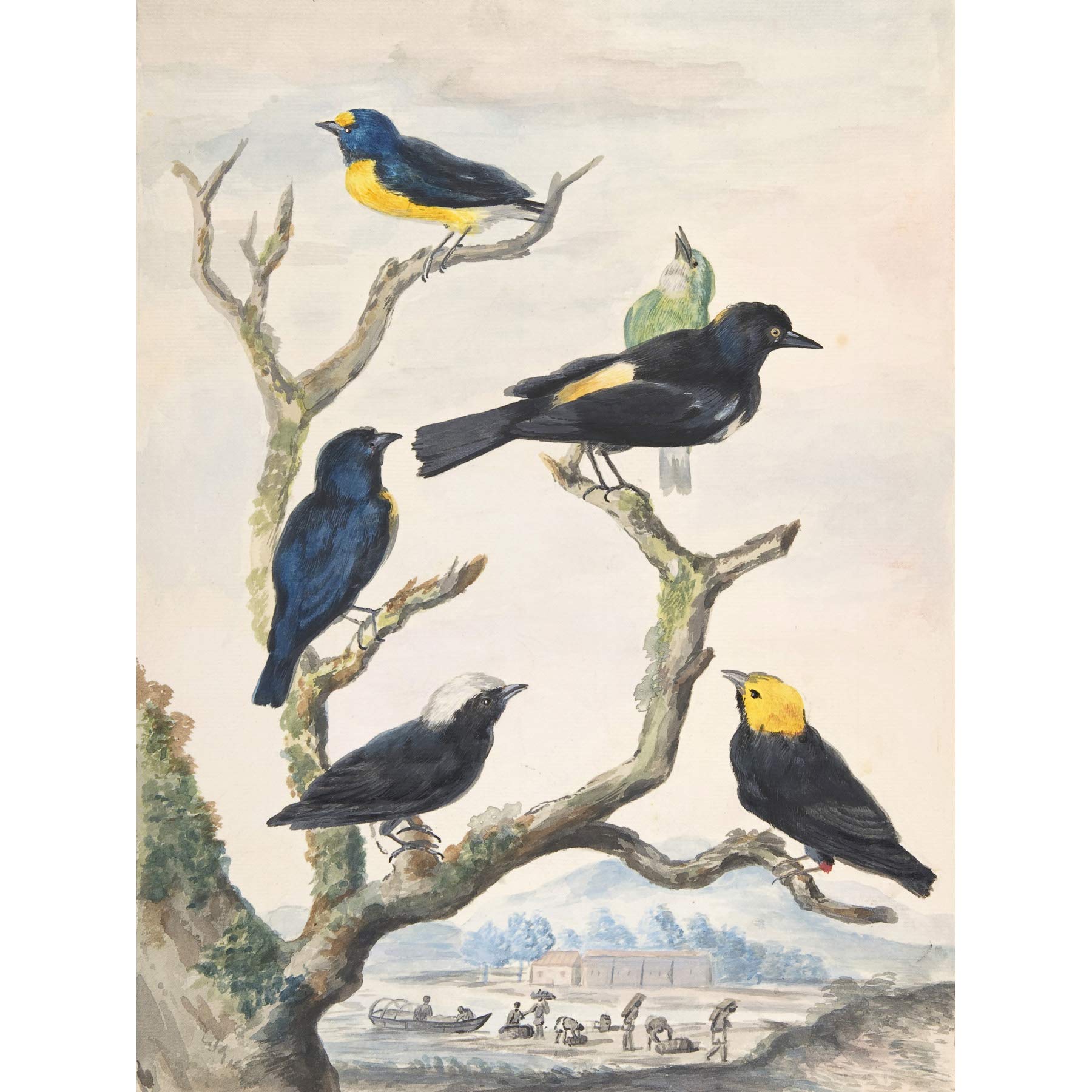Artery8 Meertems Six South American Birds Drawing Premium Wall Art Canvas Print 18X24 Inch
