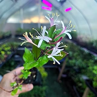 Honeysuckle Live Plant Lonicera Japonica One Starter Plant in 2" Pot | California Grown | Zones: 4–9