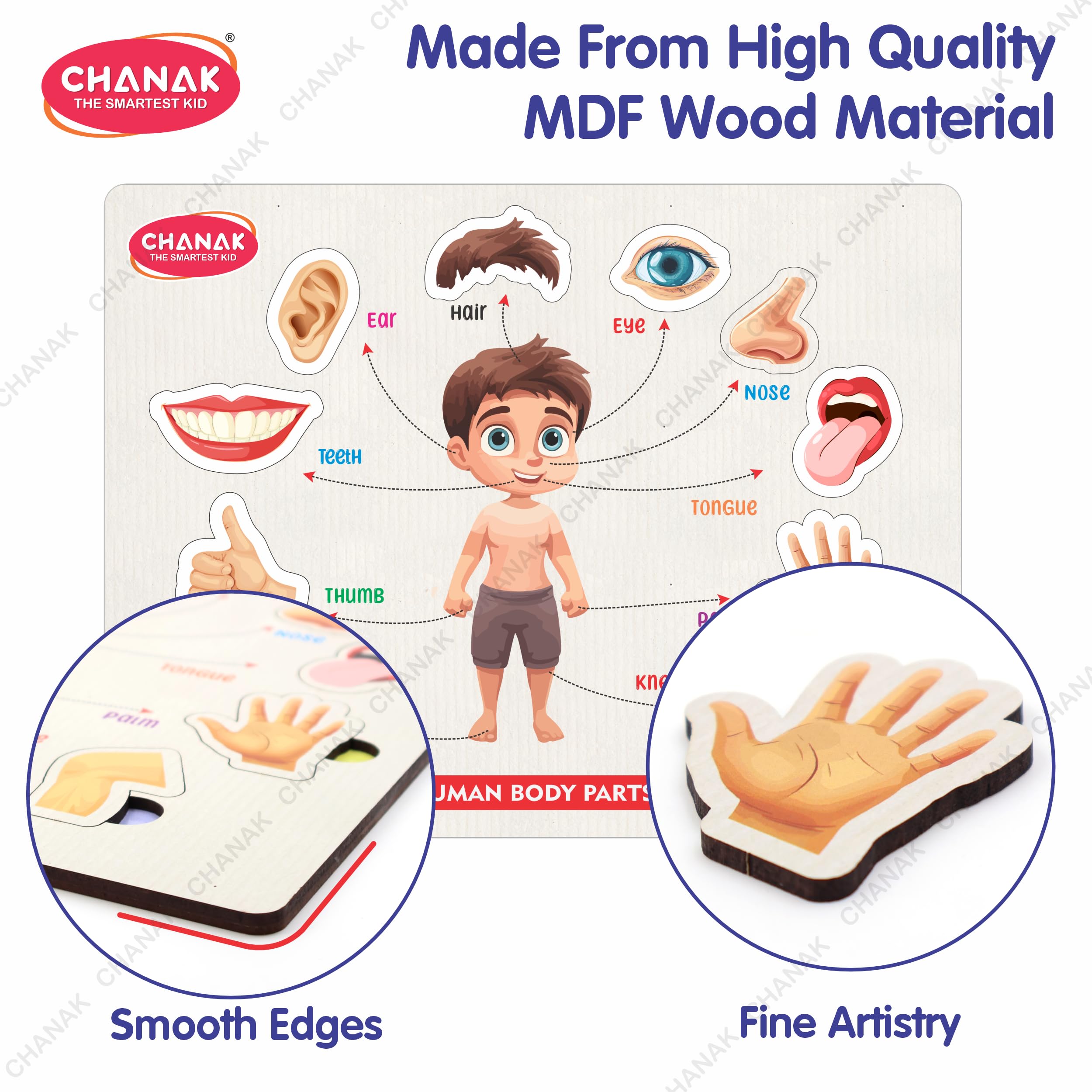 Chanak Wooden Human Body Parts Puzzle with Picture Educational 10 Piece Anatomy Board for Kids Montessori Learning Puzzle for Toddlers & Preschoolers, Nursery and Kindergarten Age Above 2+ Years - Image 5 thumbnail
